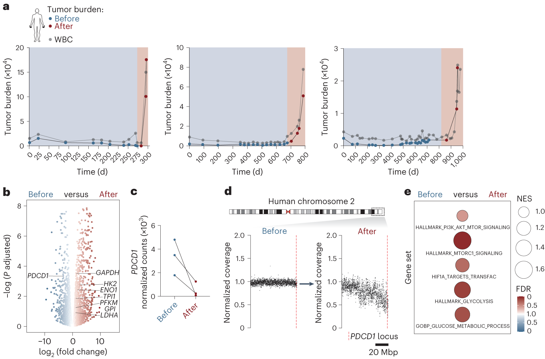 Fig. 6: PD-1 inactivation and glycolytic switch in hyperprogressive T-NHLs.