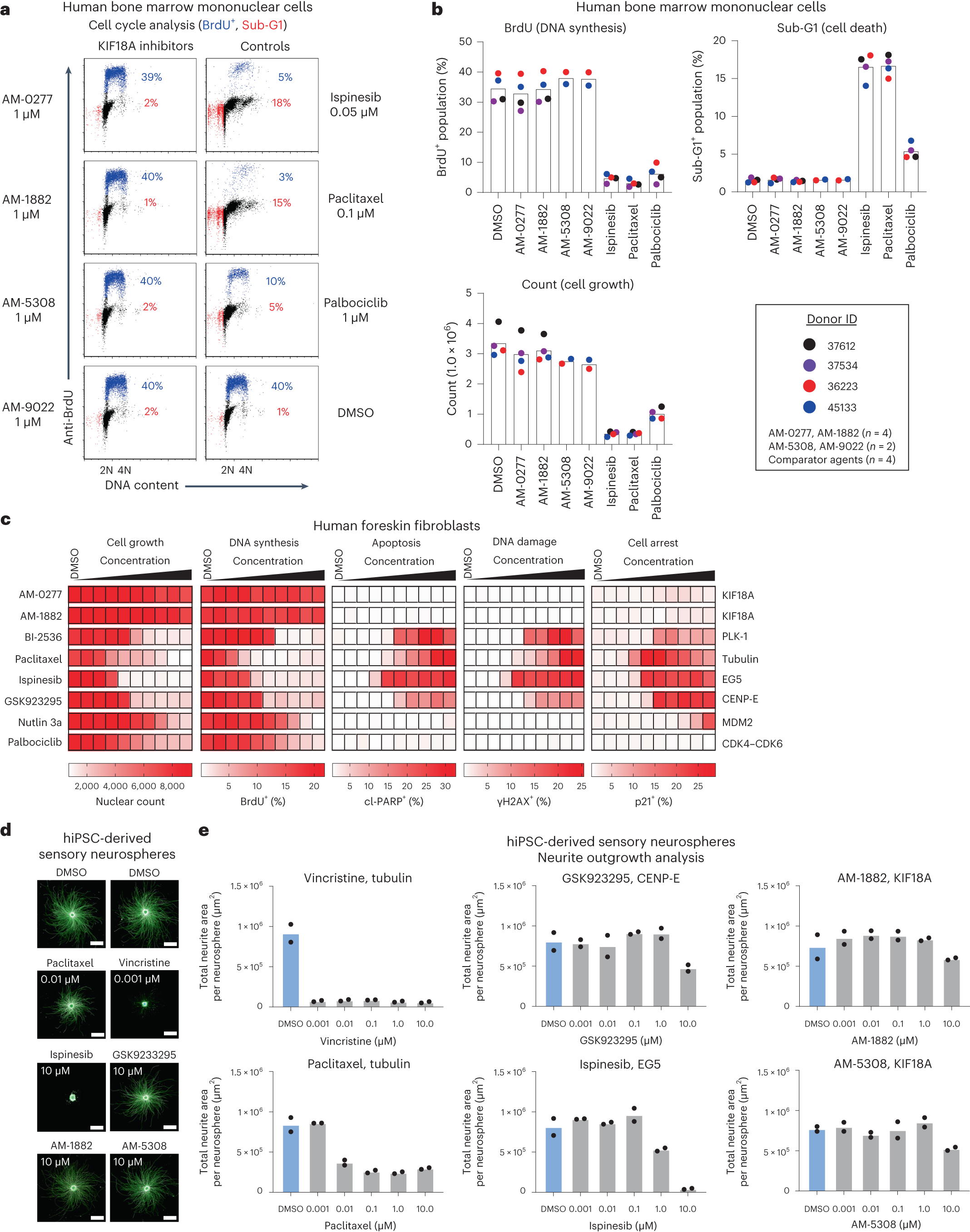 Fig. 3: In vitro characterization of KIF18A-inhibitor effects on normal somatic cells.
