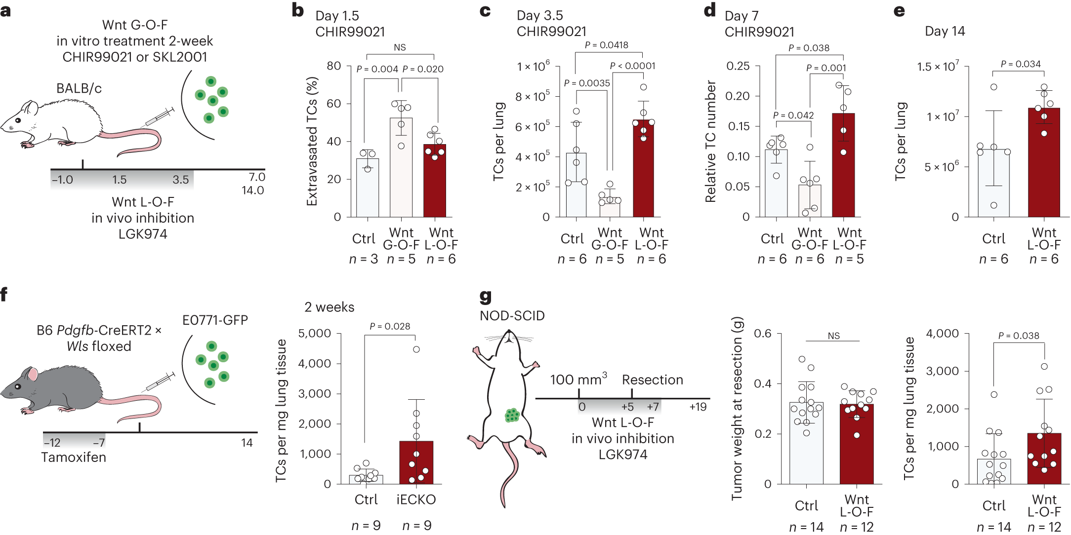 Fig. 3: Lung endothelial cells are a major source of latency-inducing Wnt ligands.