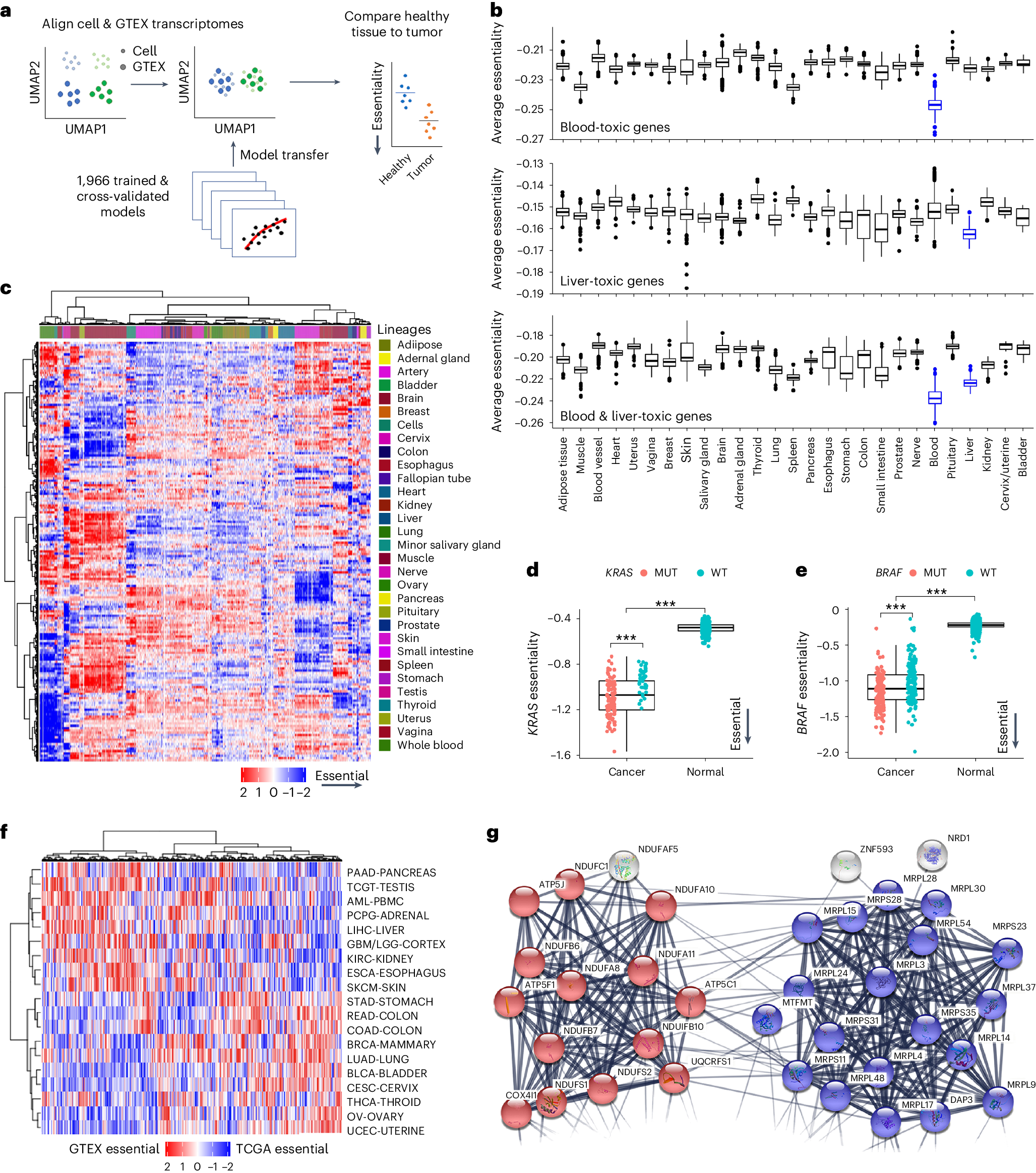 Fig. 7: Building a translational dependency map in normal tissues: GTEXDEPMAP.
