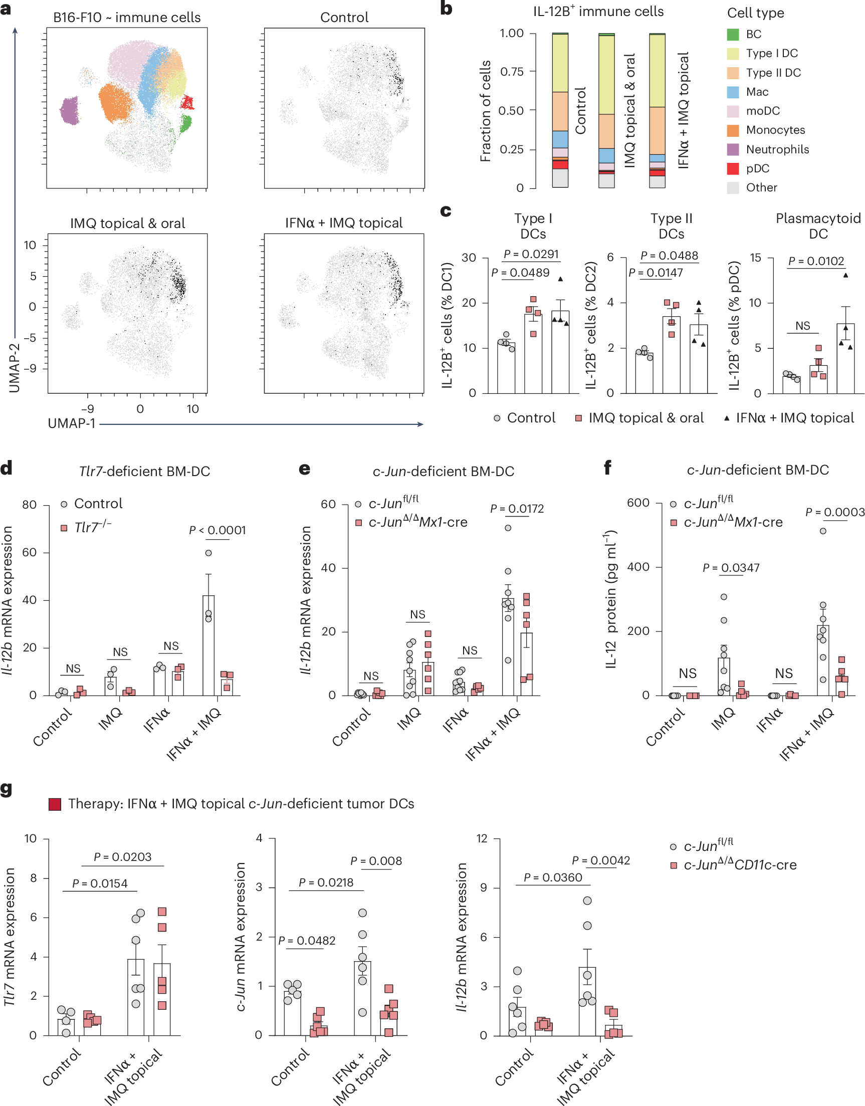 Fig. 5: TLR7-c-Jun signaling in DCs promotes IL-12 expression.