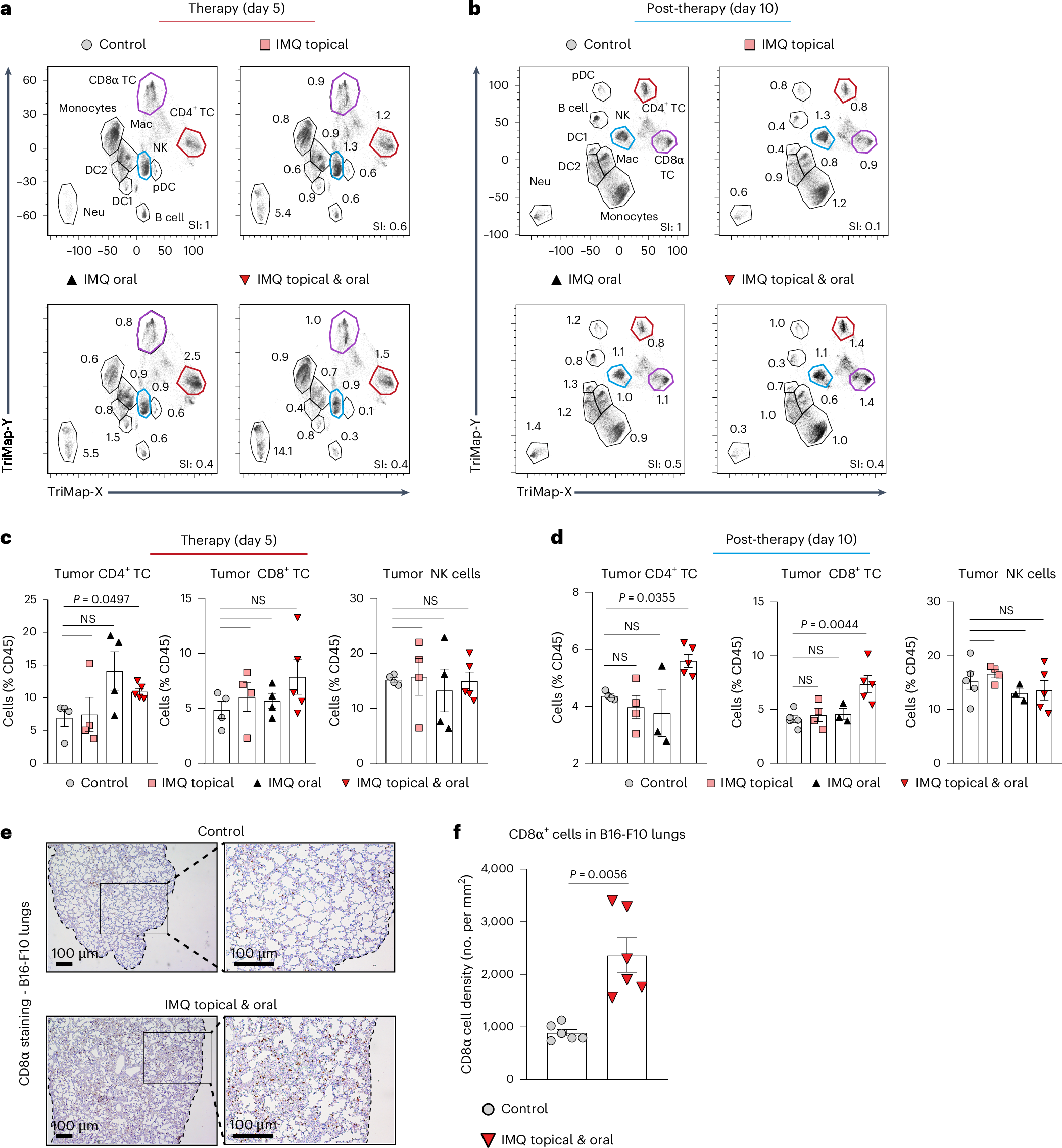 Fig. 7: Combination therapy promotes a distant CD8+ T cell response.