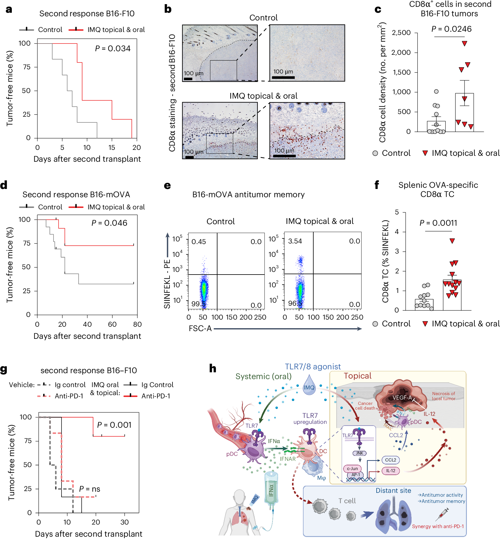 Fig. 8: Combination therapy induces a memory CD8+ T cell response.