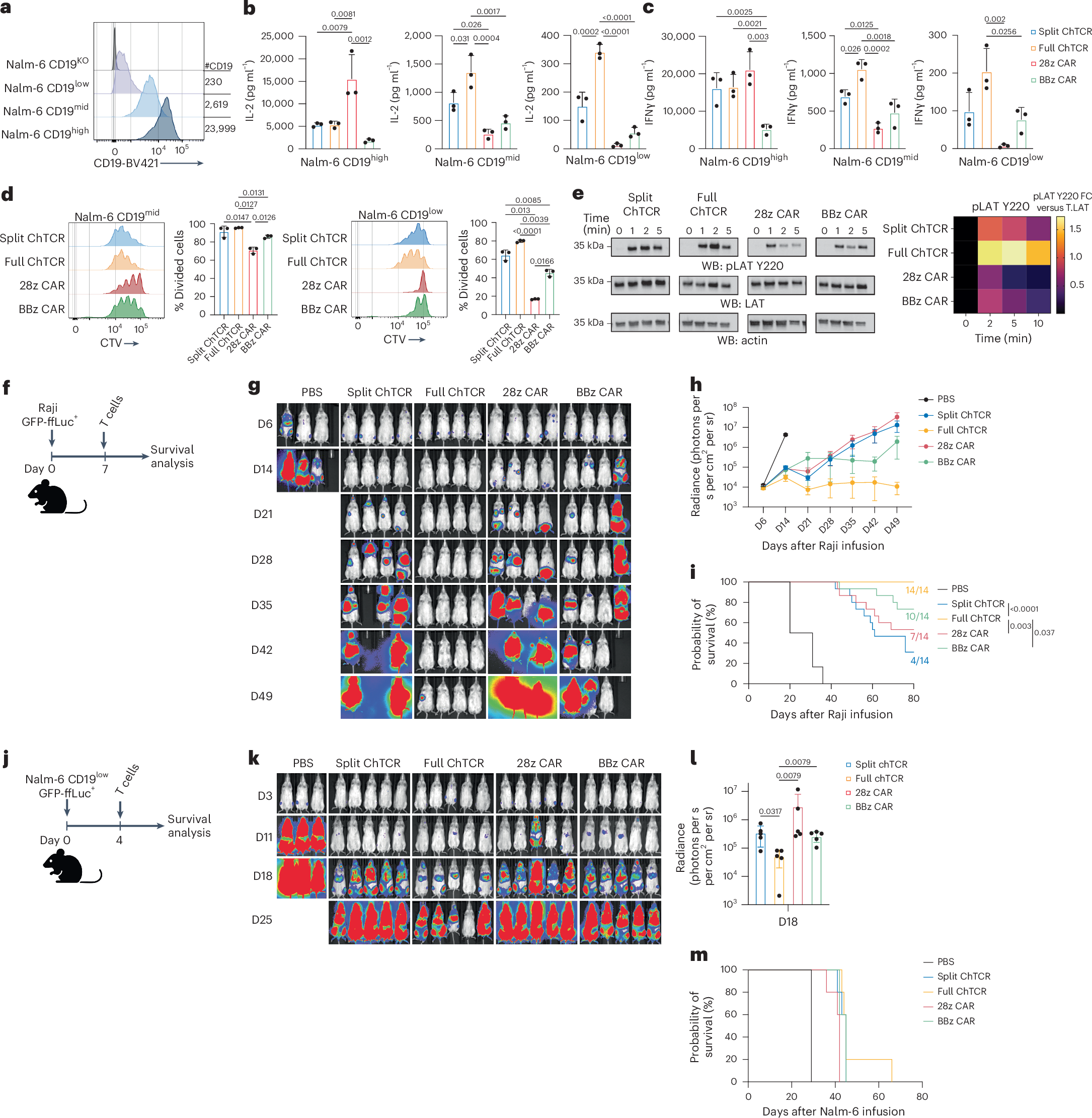 Fig. 2: T cells expressing the CD19-specific full ChTCR recognize CD19low tumor cells and have superior antitumor effect in vivo.