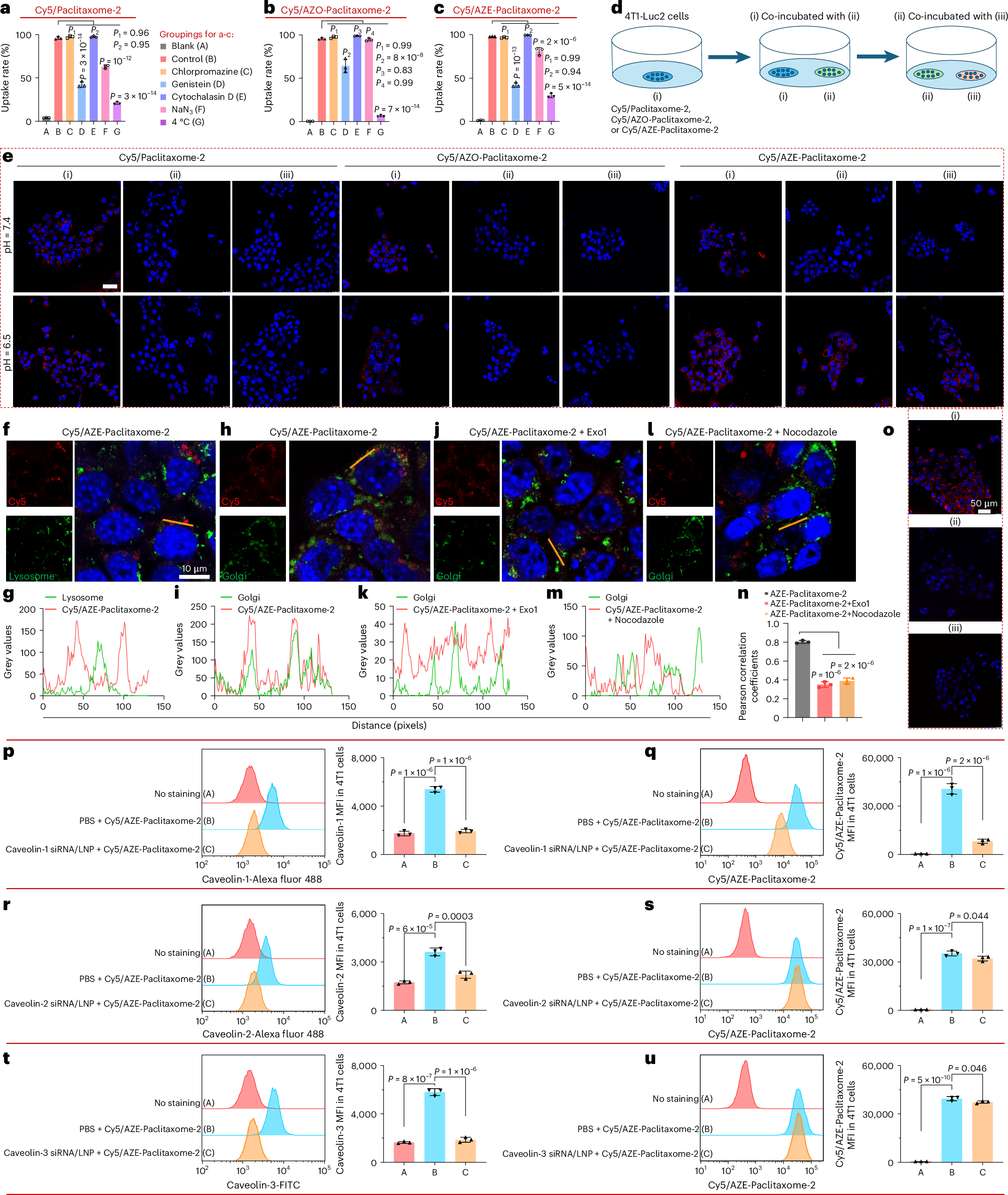 Fig. 4: Intracellular uptake of paclitaxome-2 was via caveolae/Golgi trafficking.
