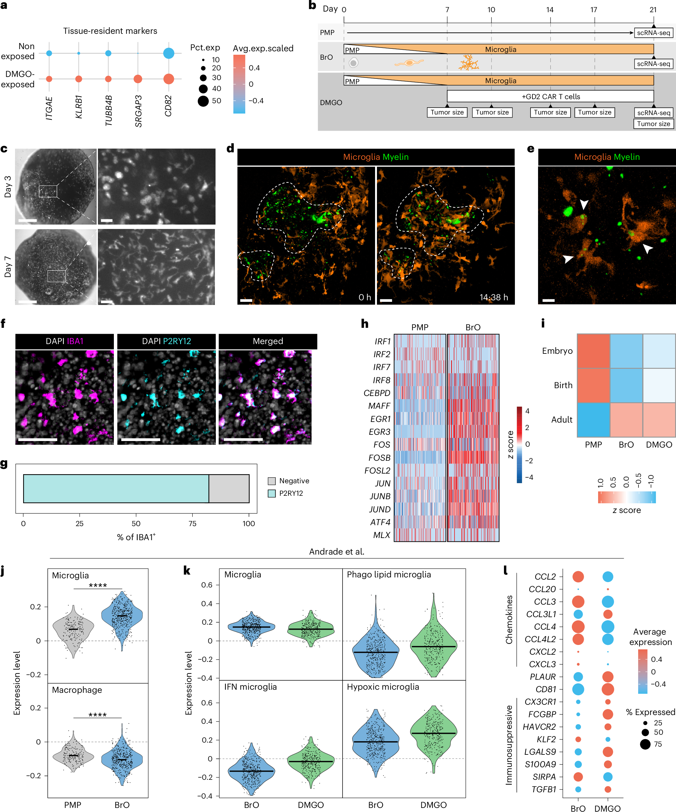 Fig. 5: Microglia integration and characterization in BrO and DMGO.