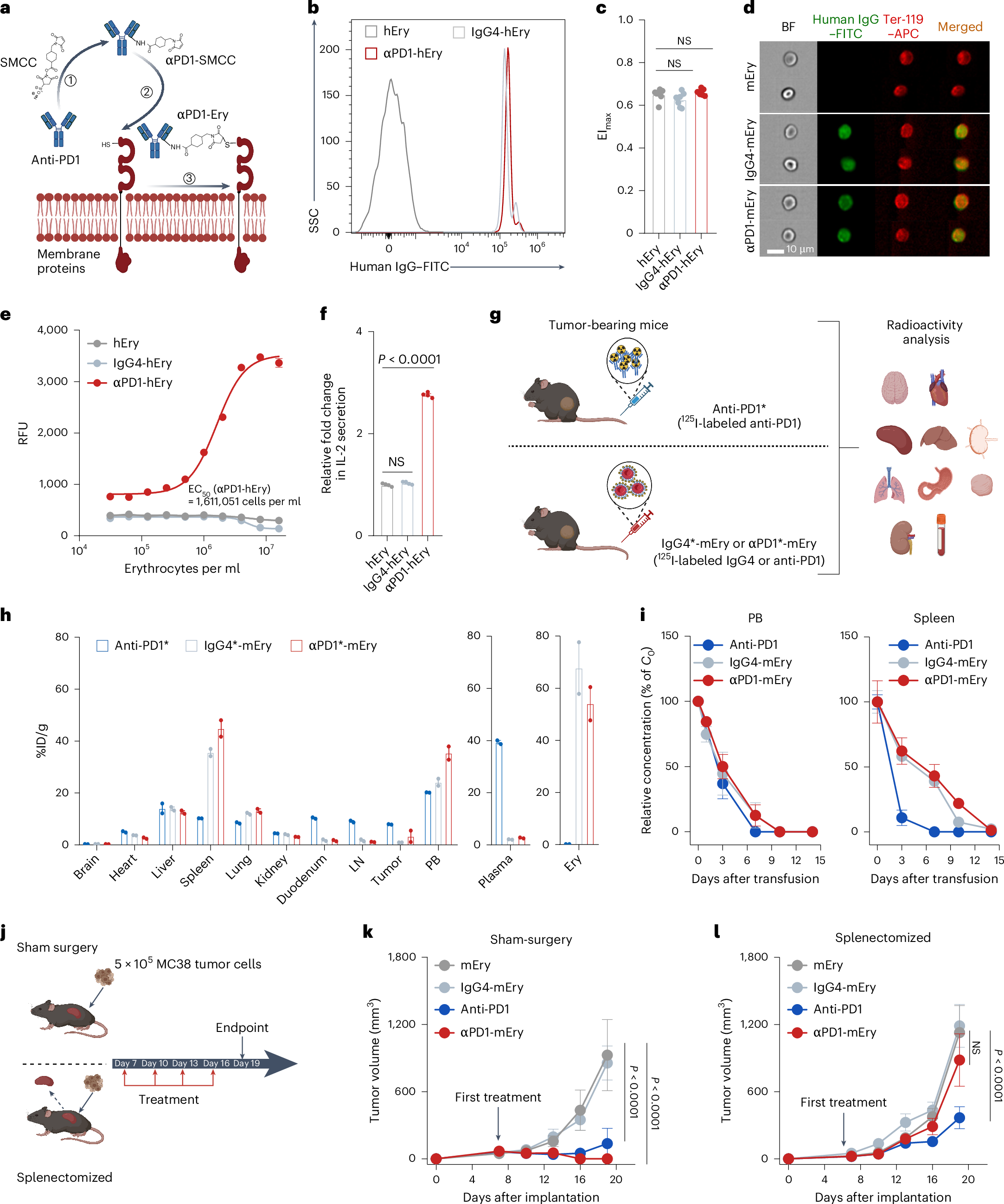 Eythrocyte–anti-PD1 conjugates in persons with advanced solid tumors resistant to anti-PD1/PDL1: preclinical characterization and results of a phase 1 trial