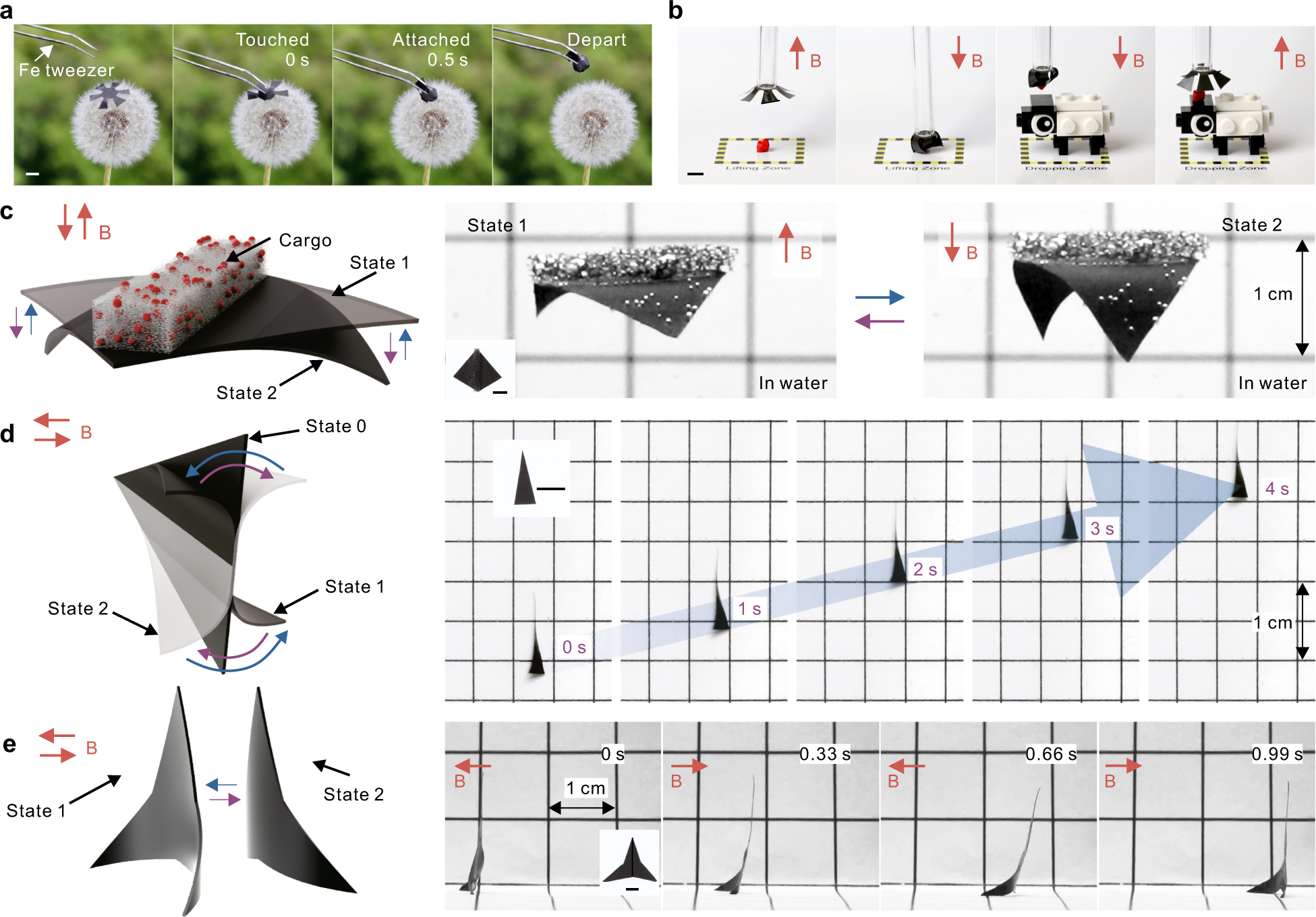 Fig. 4: Ultrafast soft robots that self-attach, transport cargo, and swim.