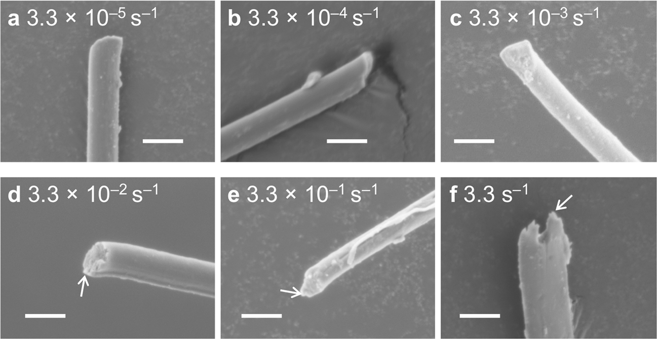 Fig. 3: Effects of strain rates on fracture surfaces of spider dragline silk fibers.
