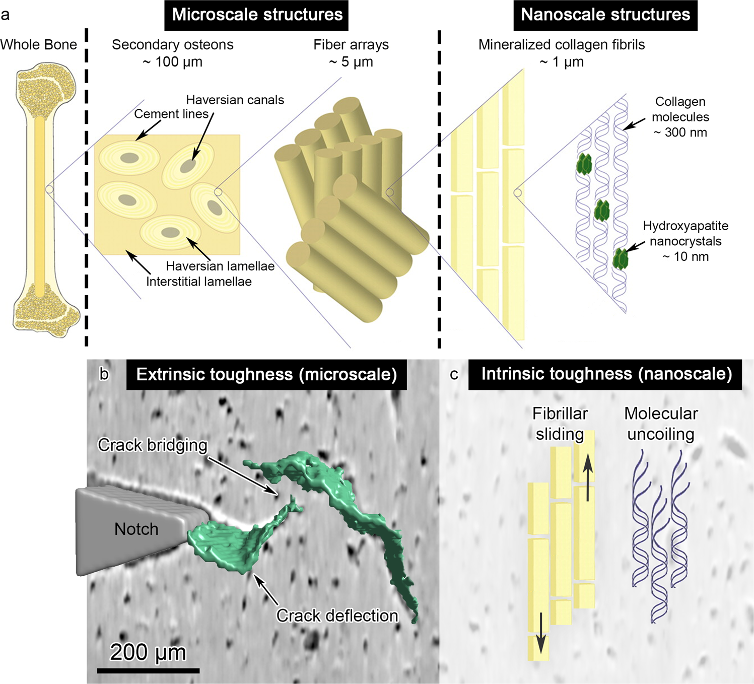 Unraveling the effect of collagen damage on bone fracture using in situ  synchrotron microtomography with deep learning | Communications Materials