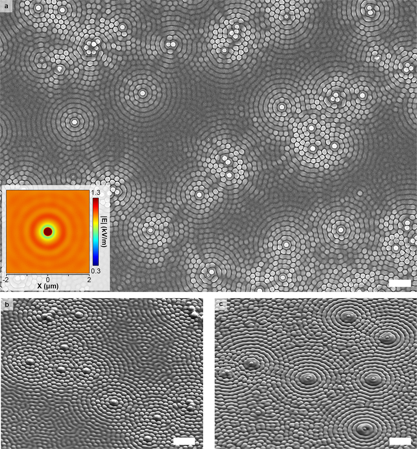 Fig. 2: Typical top-view and side-view SEM images of the IA-Chol films with polystyrene spheres (D = 500 nm) on the surfaces after being exposed to the circularly polarized light for different time periods.