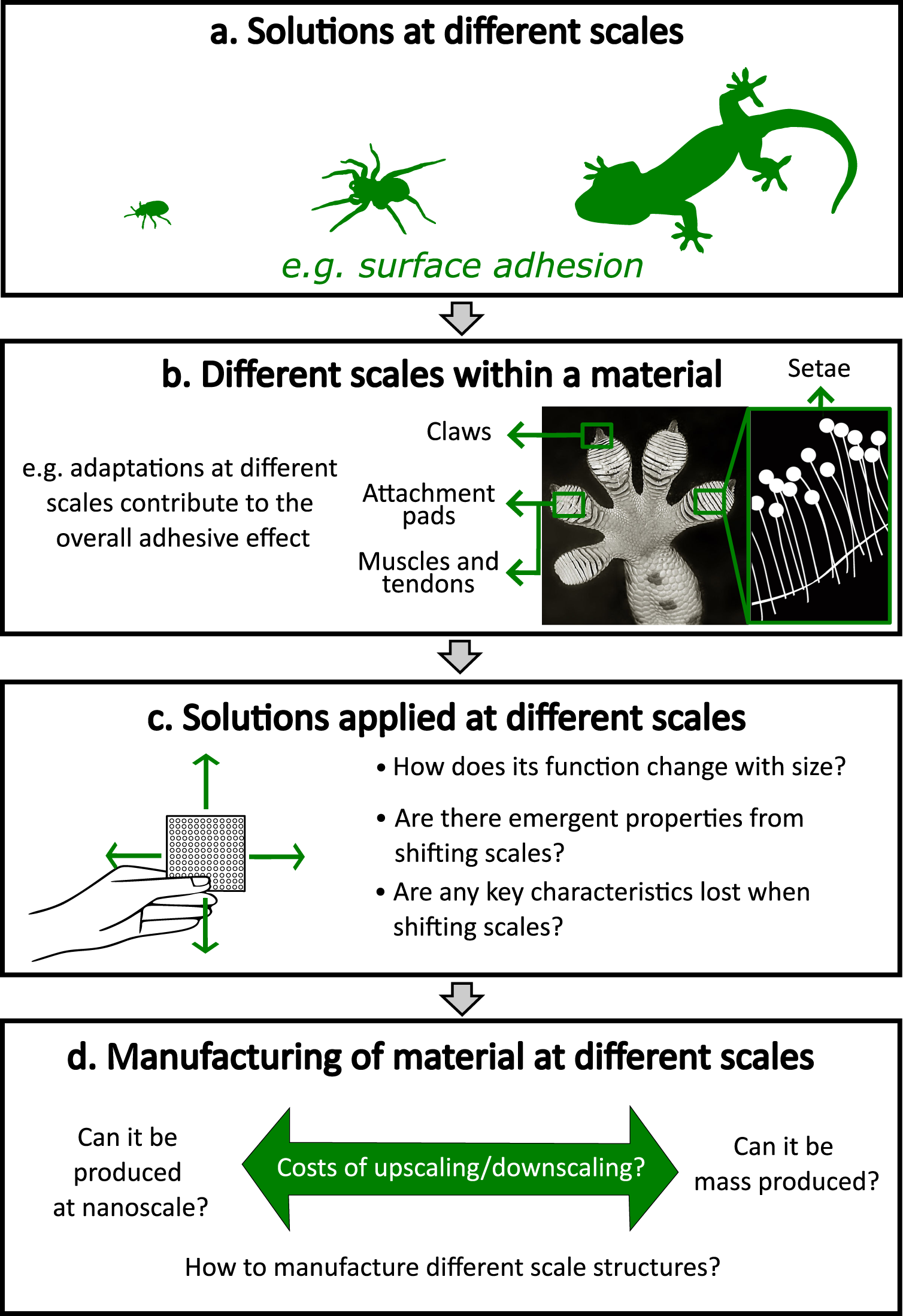 Fig. 4: Different considerations of scale during the design and manufacture of a bioinformed material.