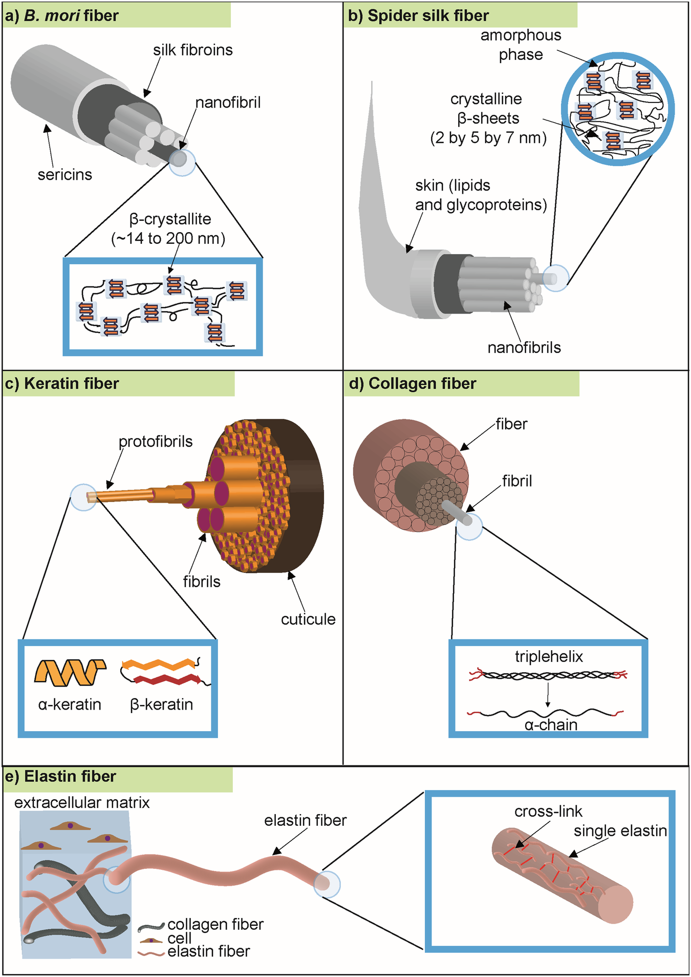 Bioinspired and biomimetic protein-based fibers and their applications - Co...