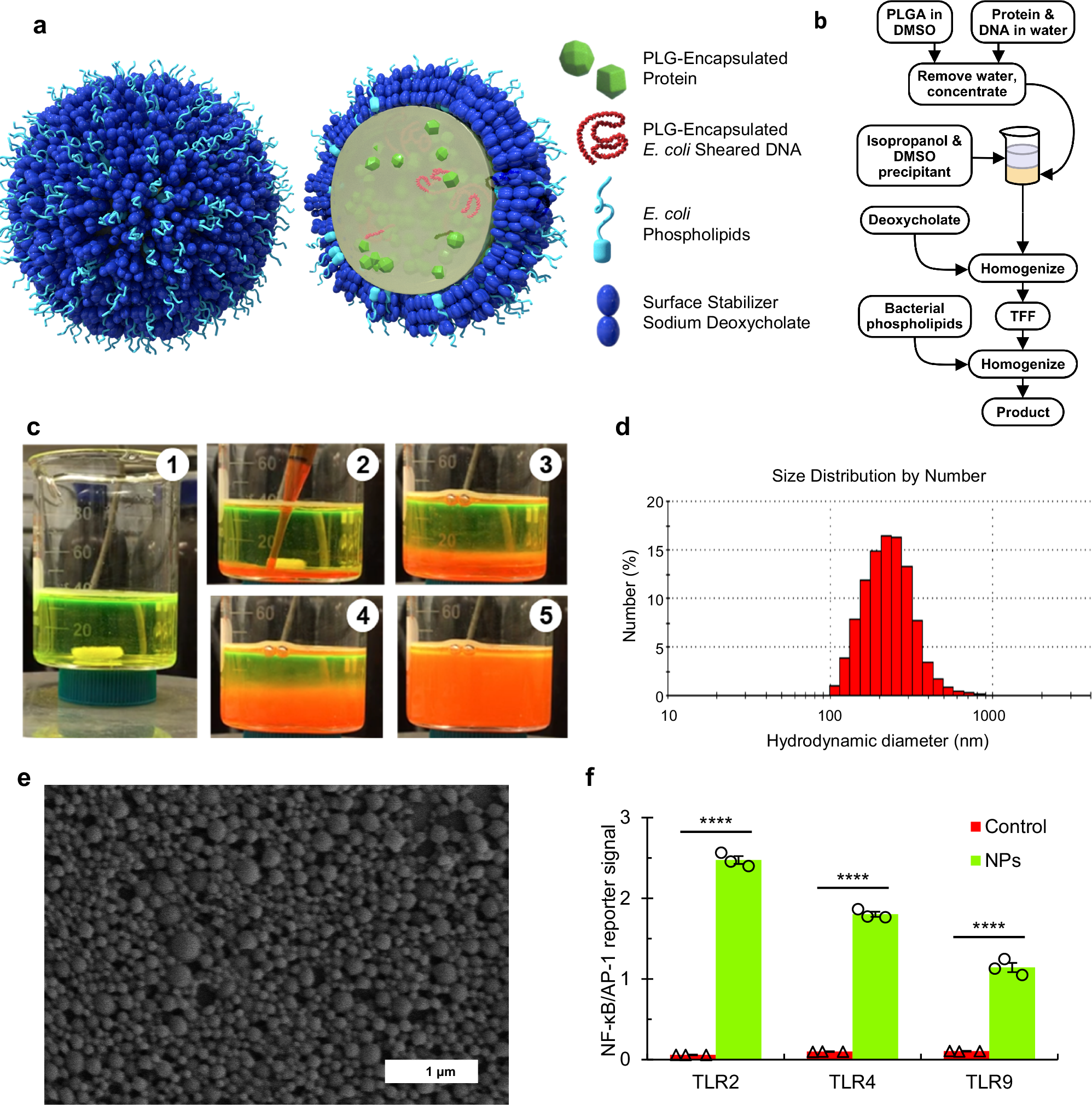 Fig. 1: Protein encapsulating nanoparticle (NP).