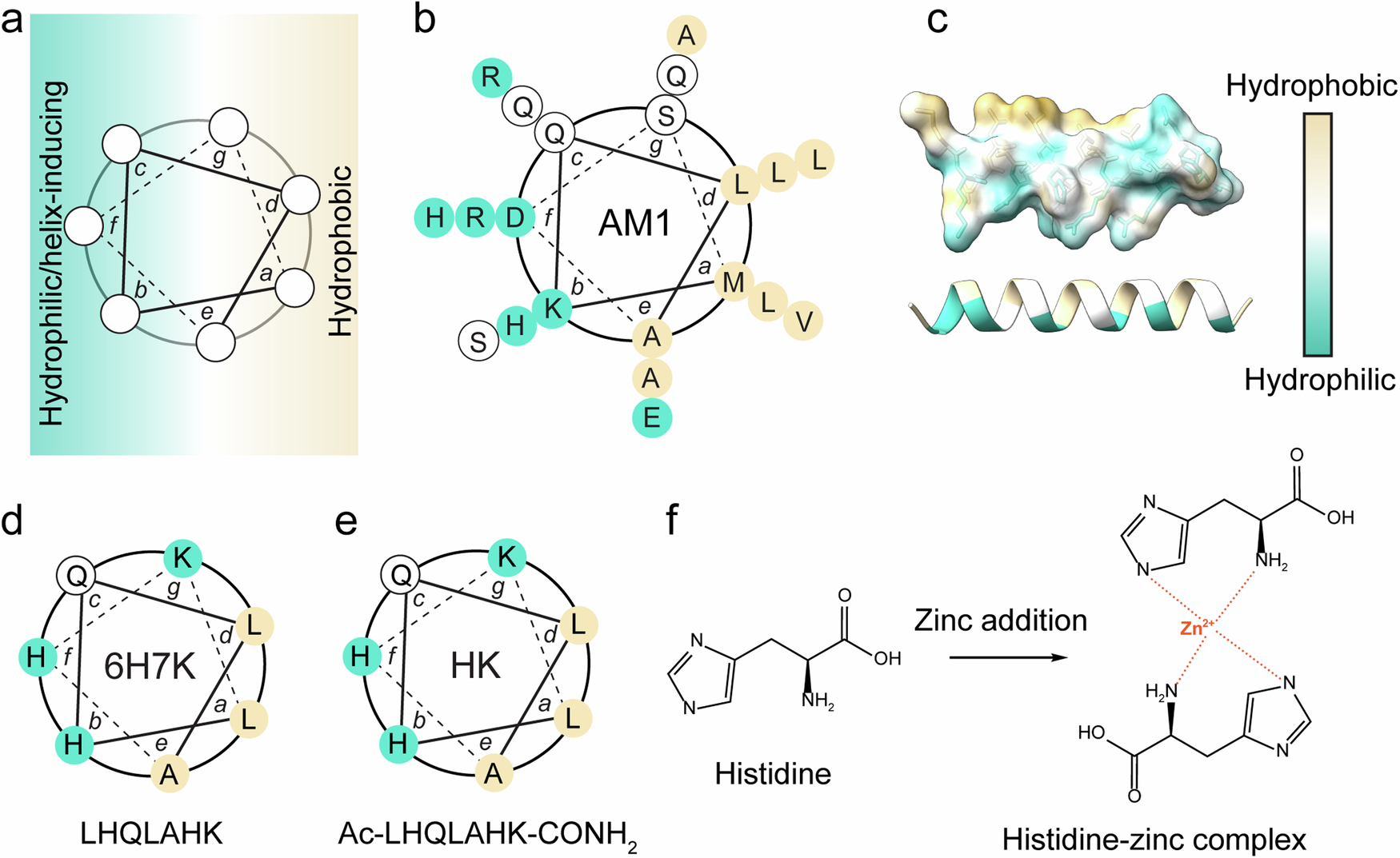 Fig. 1: Peptide design.
