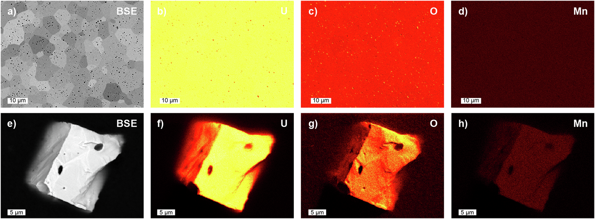 Fig. 1: Electron micrographs of bulk Mn-doped UO2 and a single crystal extracted from the parent material.