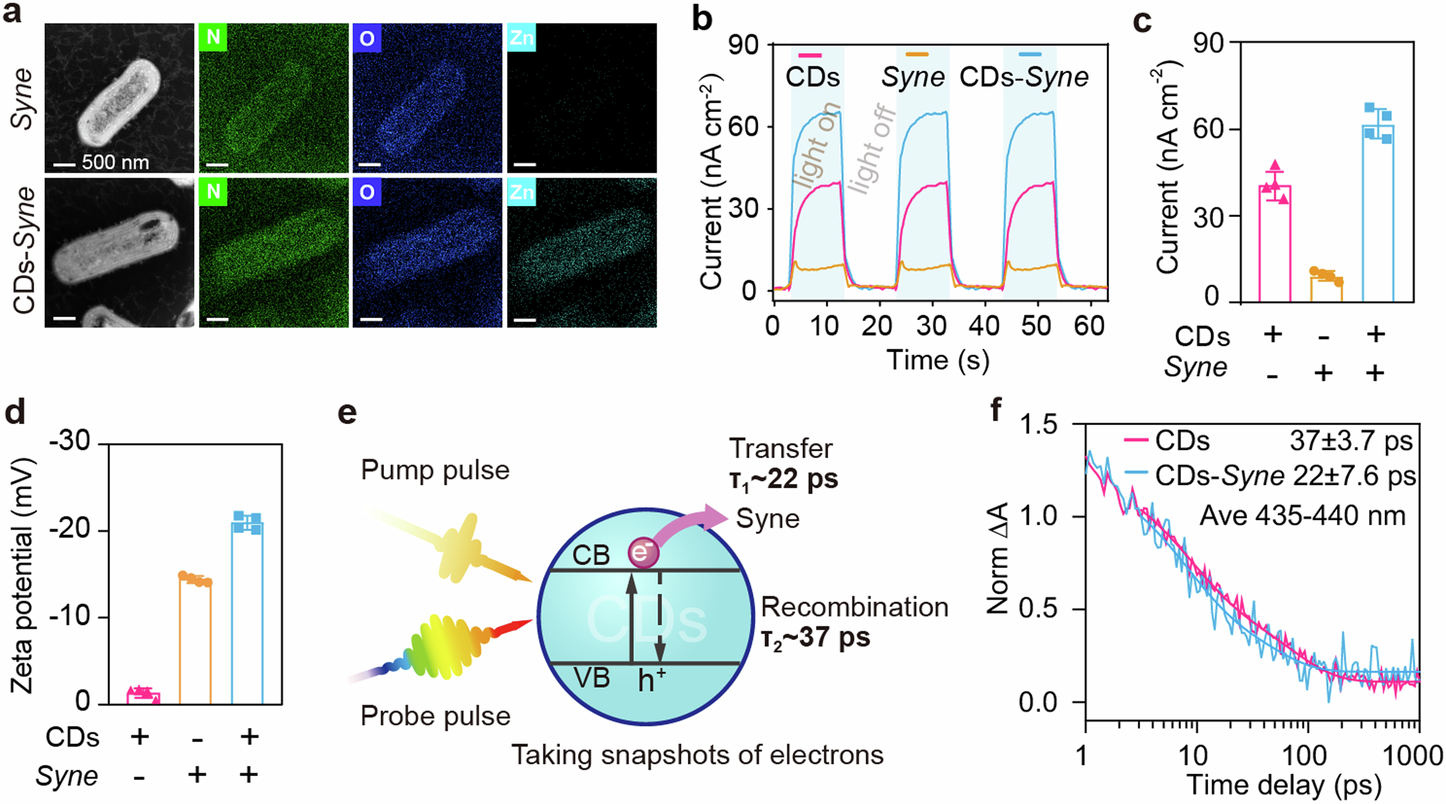 Fig. 2: Characterization of the formed CDs–Syne hybrids.