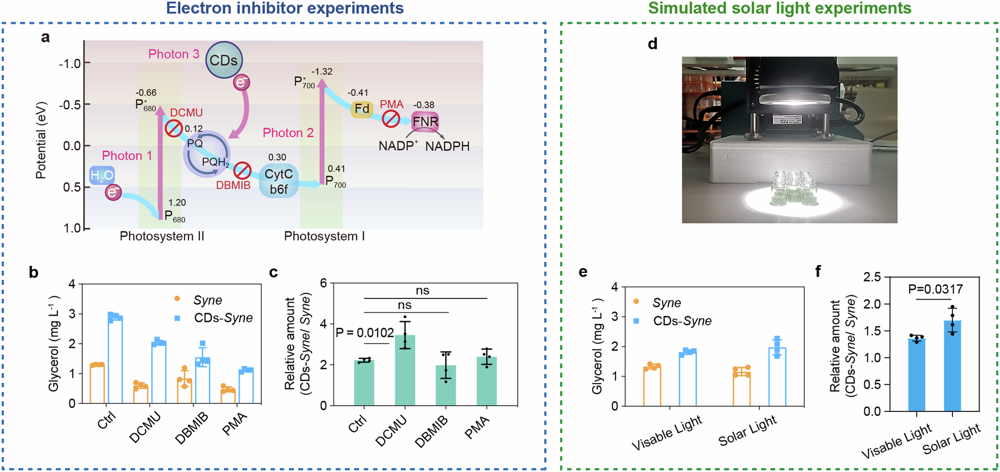Fig. 4: CDs enhance photosynthesis via photosensitization and light conversion.