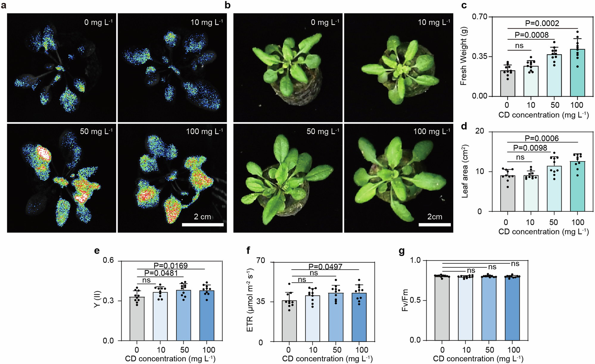 Fig. 5: CDs enhance photosynthesis and promote growth of A. thaliana.