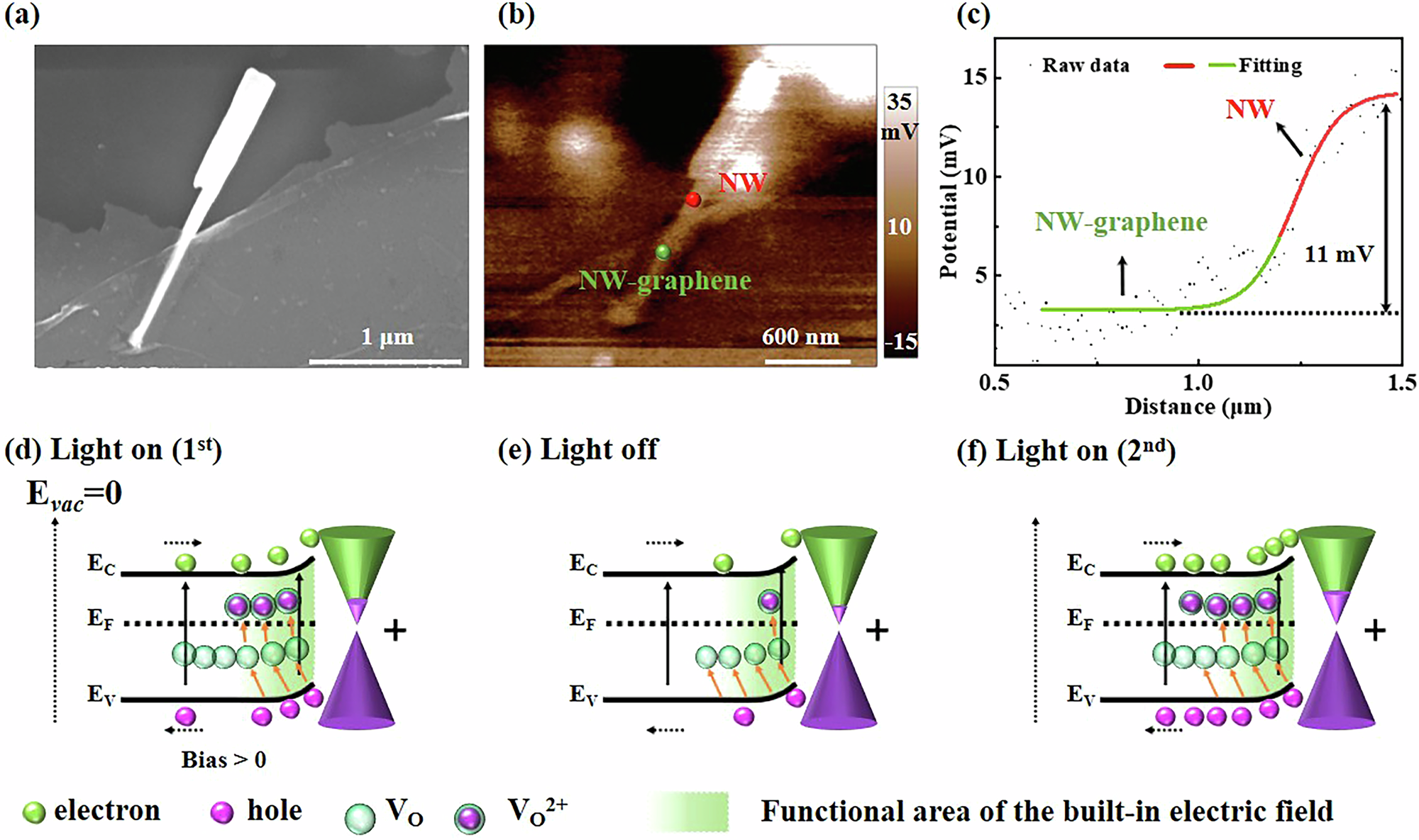 Fig. 4: Built in electric field between nanowires and graphene.