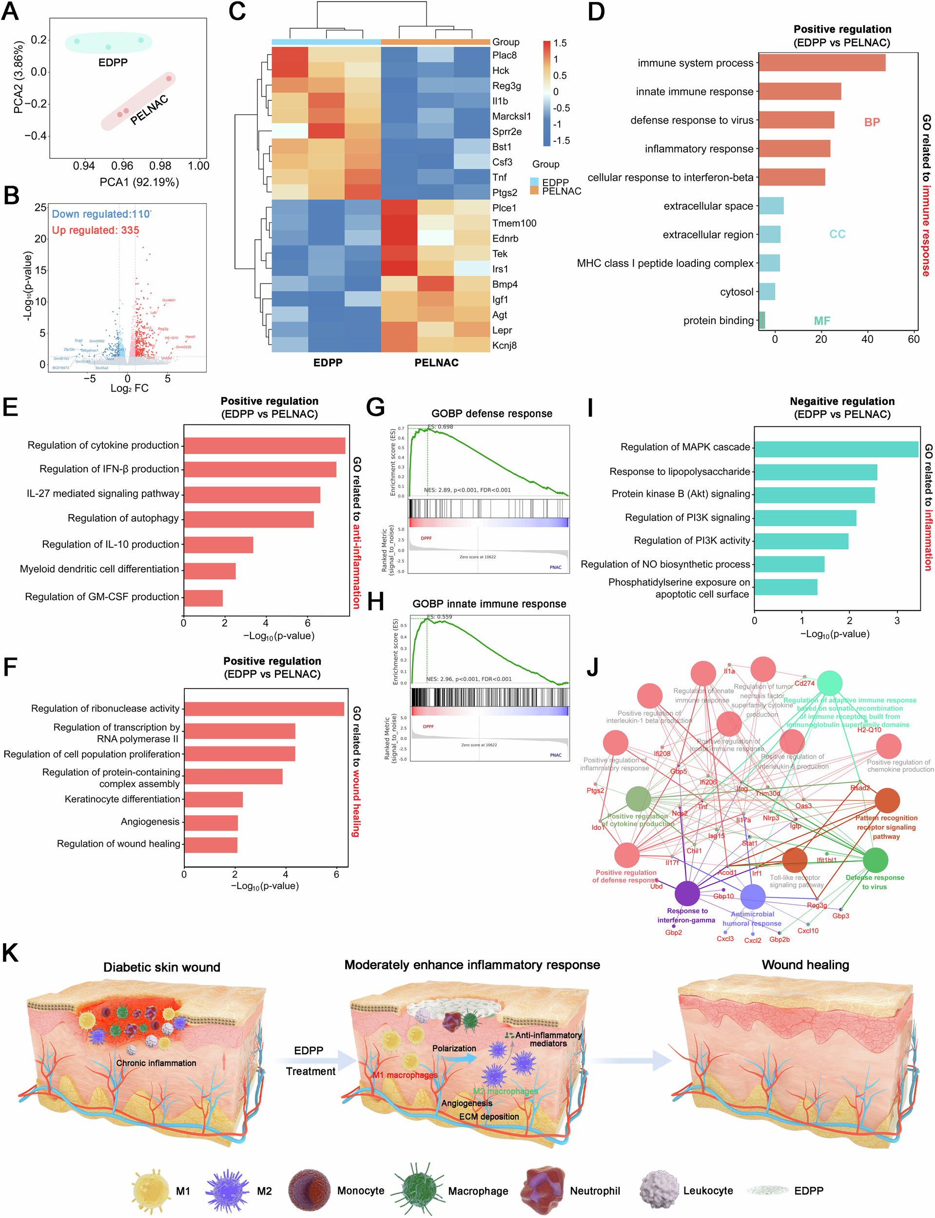 Fig. 4: RNA-seq analysis reveals the potential pro-healing mechanism of EDPP.