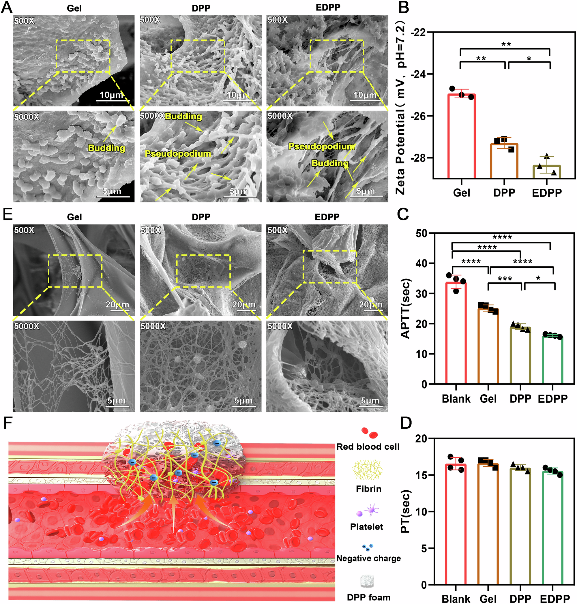Fig. 7: The coagulation mechanism of the expanded DPP foam.