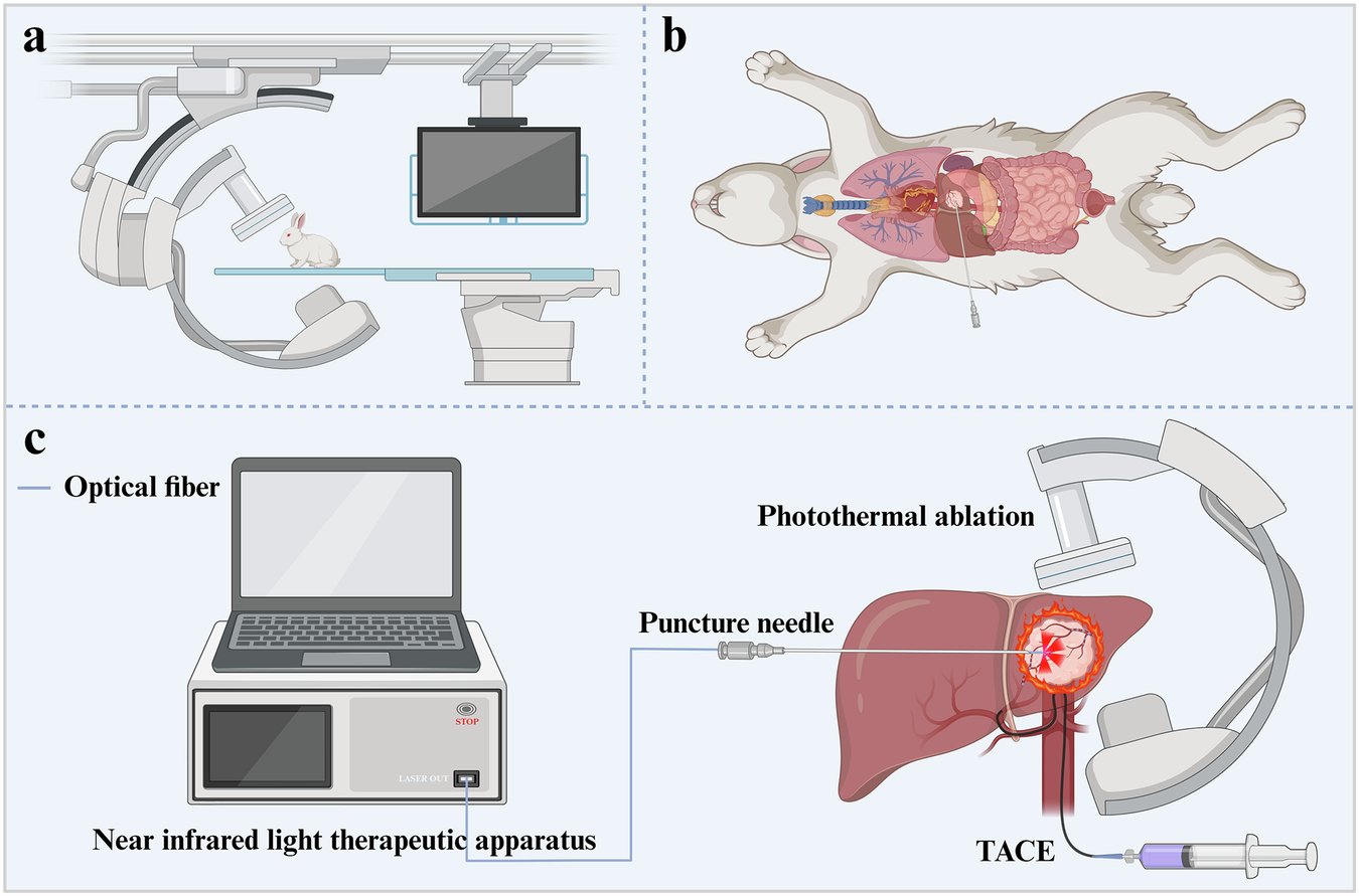 Fig. 8: Schematic illustration of photothermal ablation therapy after TACE treatment in the New Zealand rabbit VX2 liver tumor model.