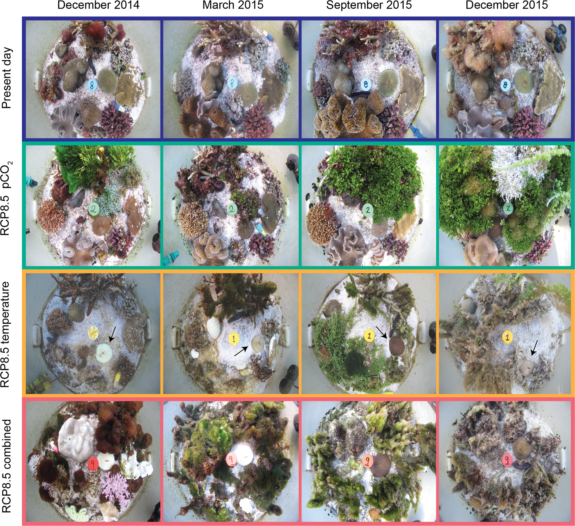 Ocean warming and acidification uncouple calcification from calcifier  biomass which accelerates coral reef decline | Communications Earth &  Environment