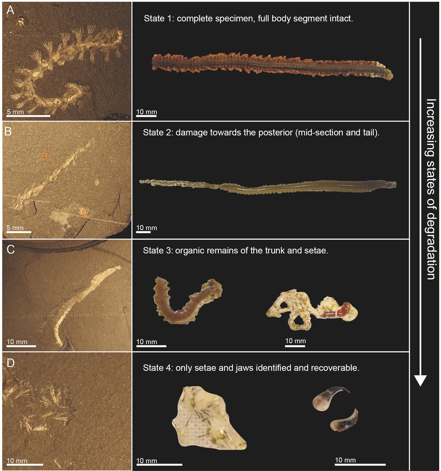 Key fossil-bearing outcrops that have previously suffered from