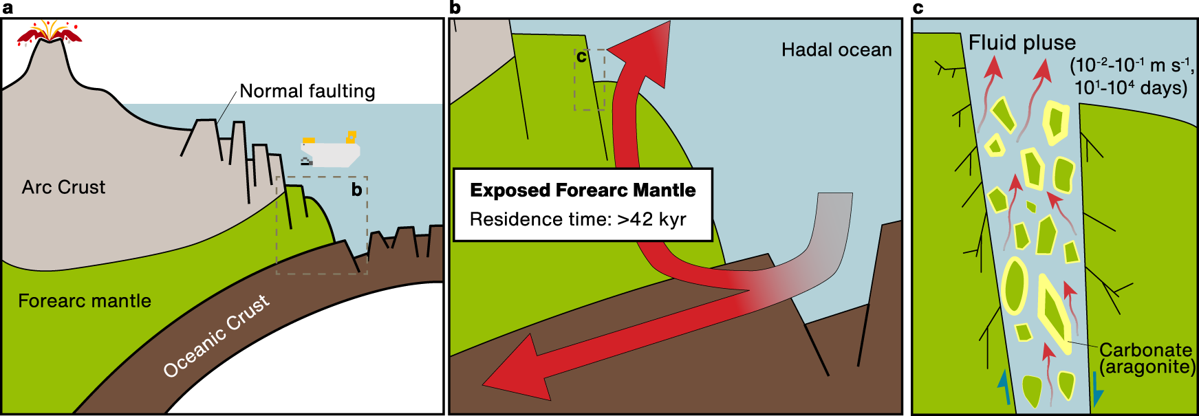 Fig. 4: Fluid dynamics in the tectonically exposed forearc mantle.