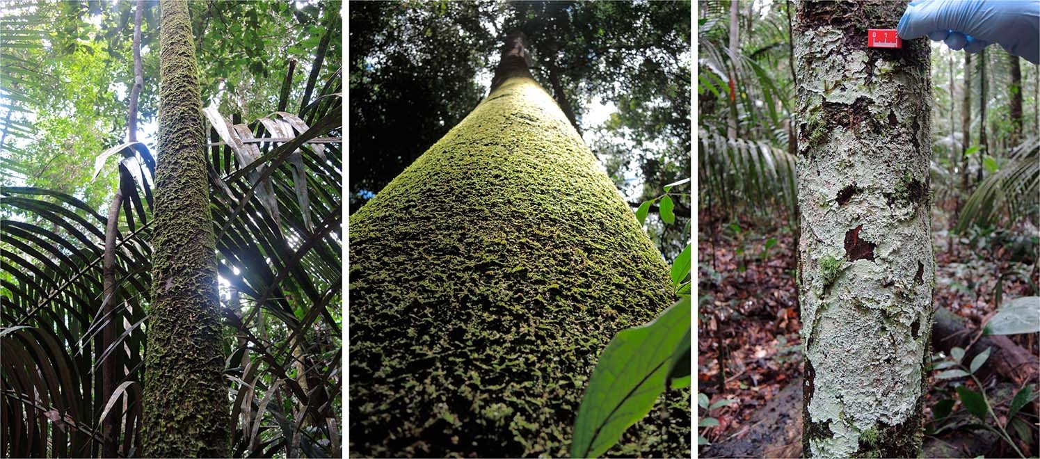 Cryptogamic organisms are a substantial source and sink for volatile  organic compounds in the Amazon region | Communications Earth & Environment