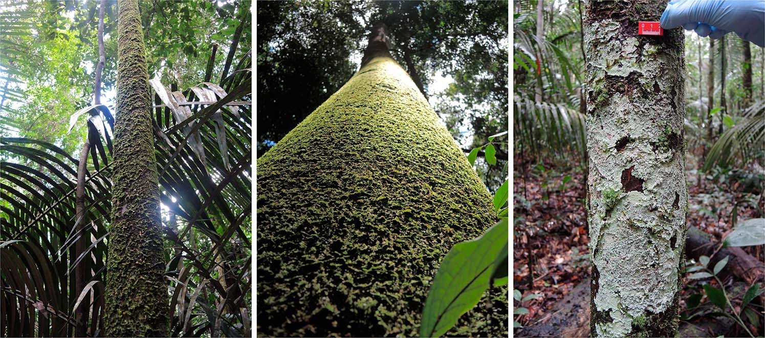 Cryptogamic Organisms Are A Substantial Source And Sink For Volatile Organic Compounds In The Amazon Region Communications Earth Environment