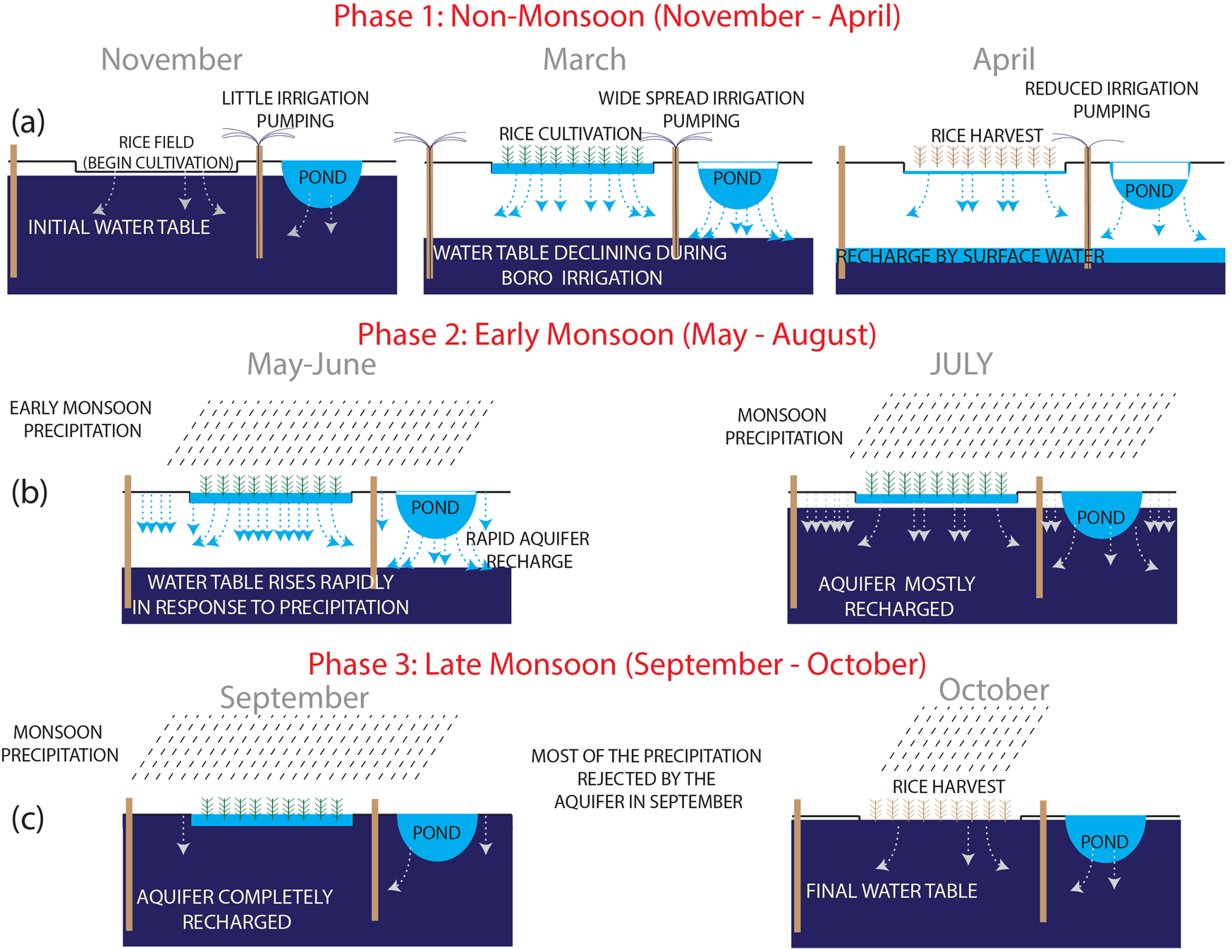 Fig. 9: Conceptual recharge model for a shallow (<50 m deep) aquifer in the Bengal Basin from ponds and rice fields.