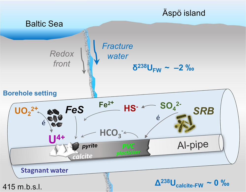 Fig. 5: A tentative model for U removal and δ238U during U flow in granite fracture network in the Äspö HRL.