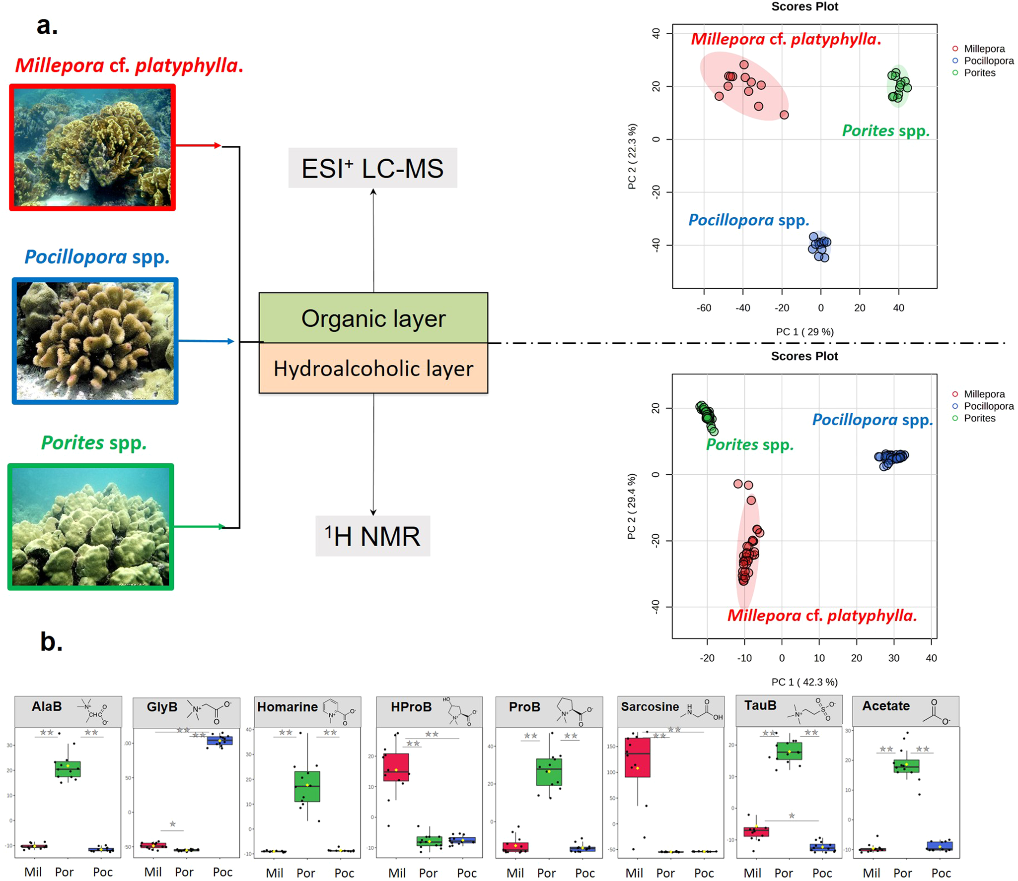 Fig. 1: Metabolomic approach and metabolome variability among the three studied coral hosts. a.