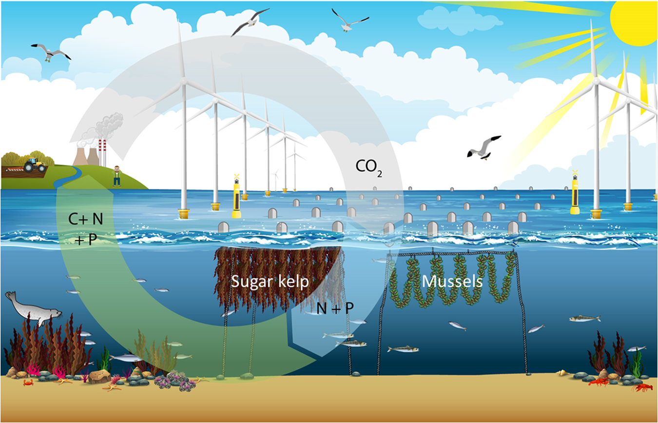 Multi-use of offshore wind farms with low-trophic aquaculture can help  achieve global sustainability goals