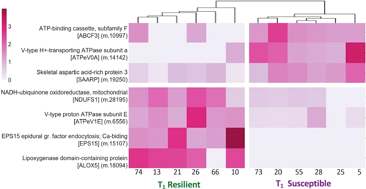 Fig. 6: Heatmap of significantly different proteins (p < 0.01) identified between resilient and susceptible corals at T1, pre-bleaching event.