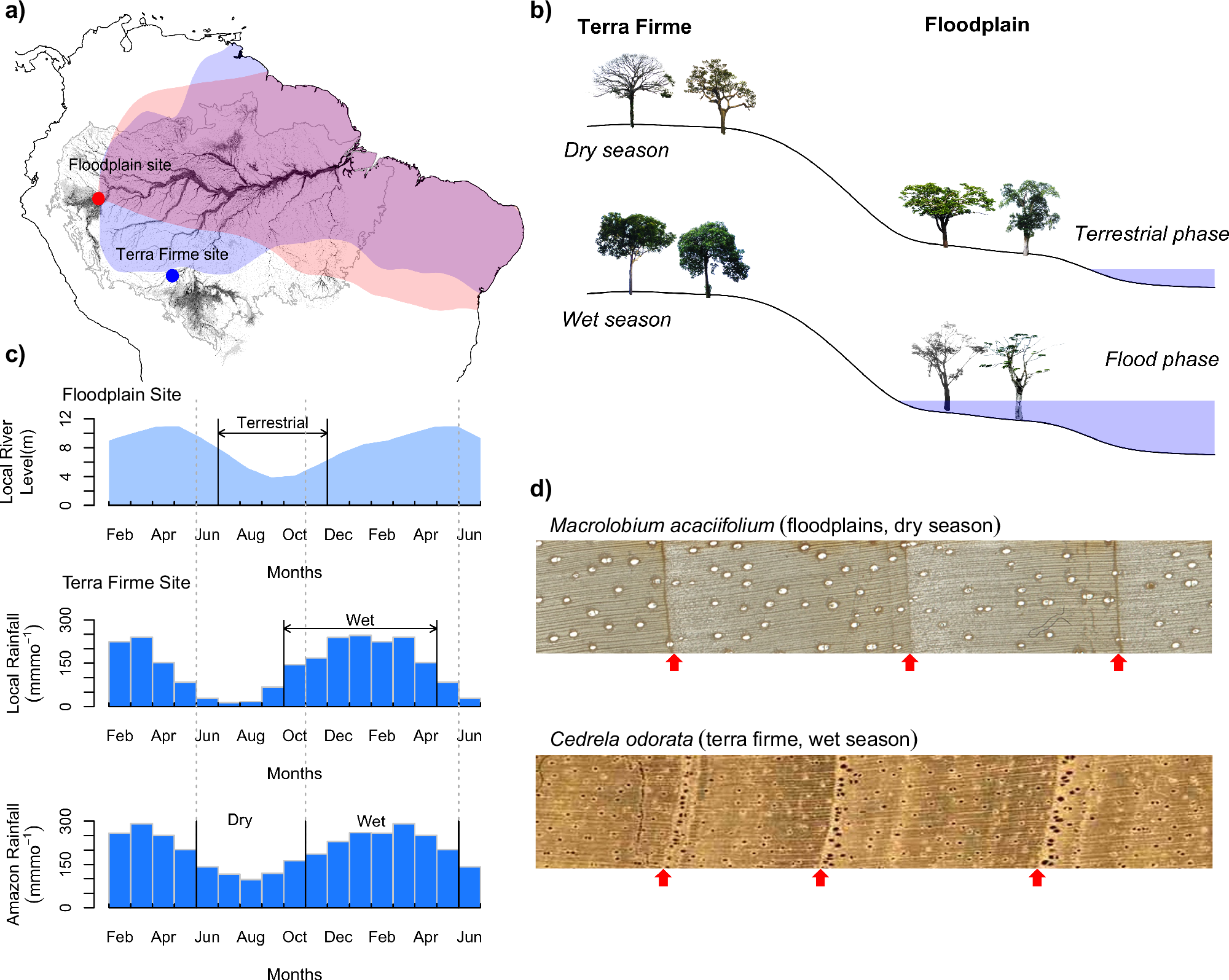 Tree ring isotopes reveal an intensification of the hydrological cycle in  the Amazon | Communications Earth & Environment