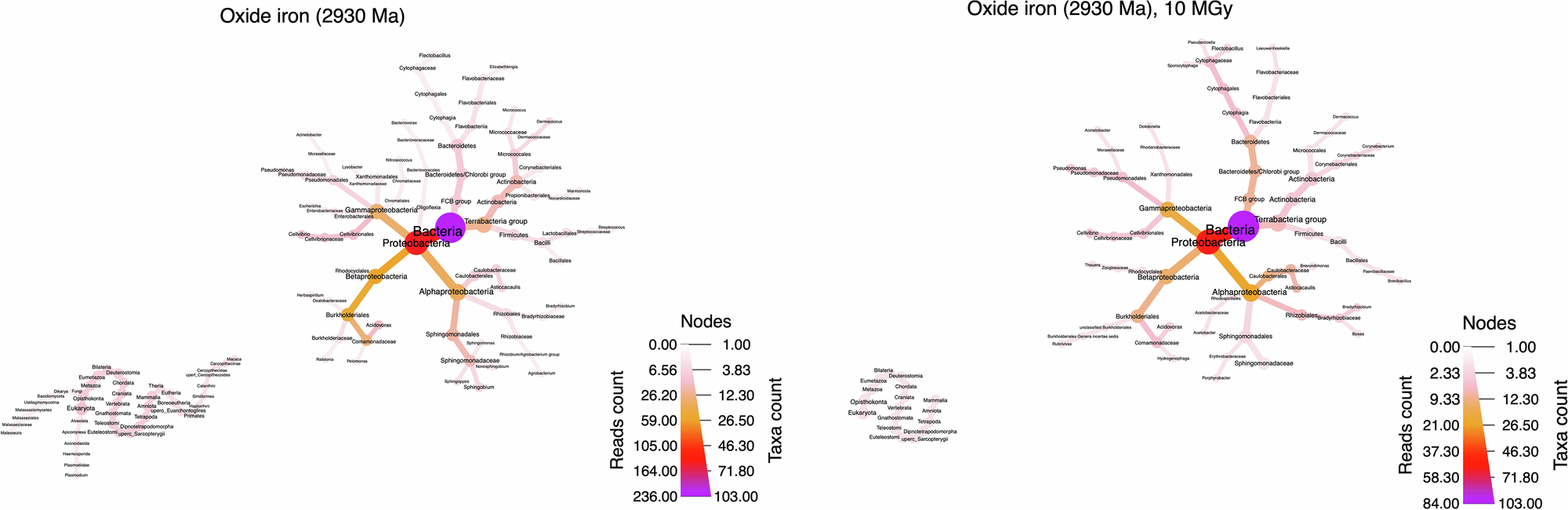 Fig. 8: Genus-level taxonomic tree derived from 1.5 g (three replicates) of ~2930 Ma-old oxide iron formation samples, collected from a depth of approximately of 67.8 m, within the carbonate platform of the Red Lake area.