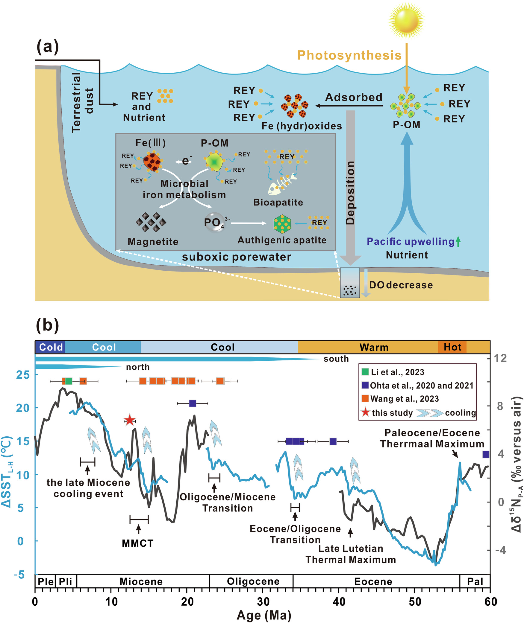 Fig. 6: Proposed mechanism and Cenozoic evolution of microbial-iron-mediated REY enrichment in deep-sea sediments.