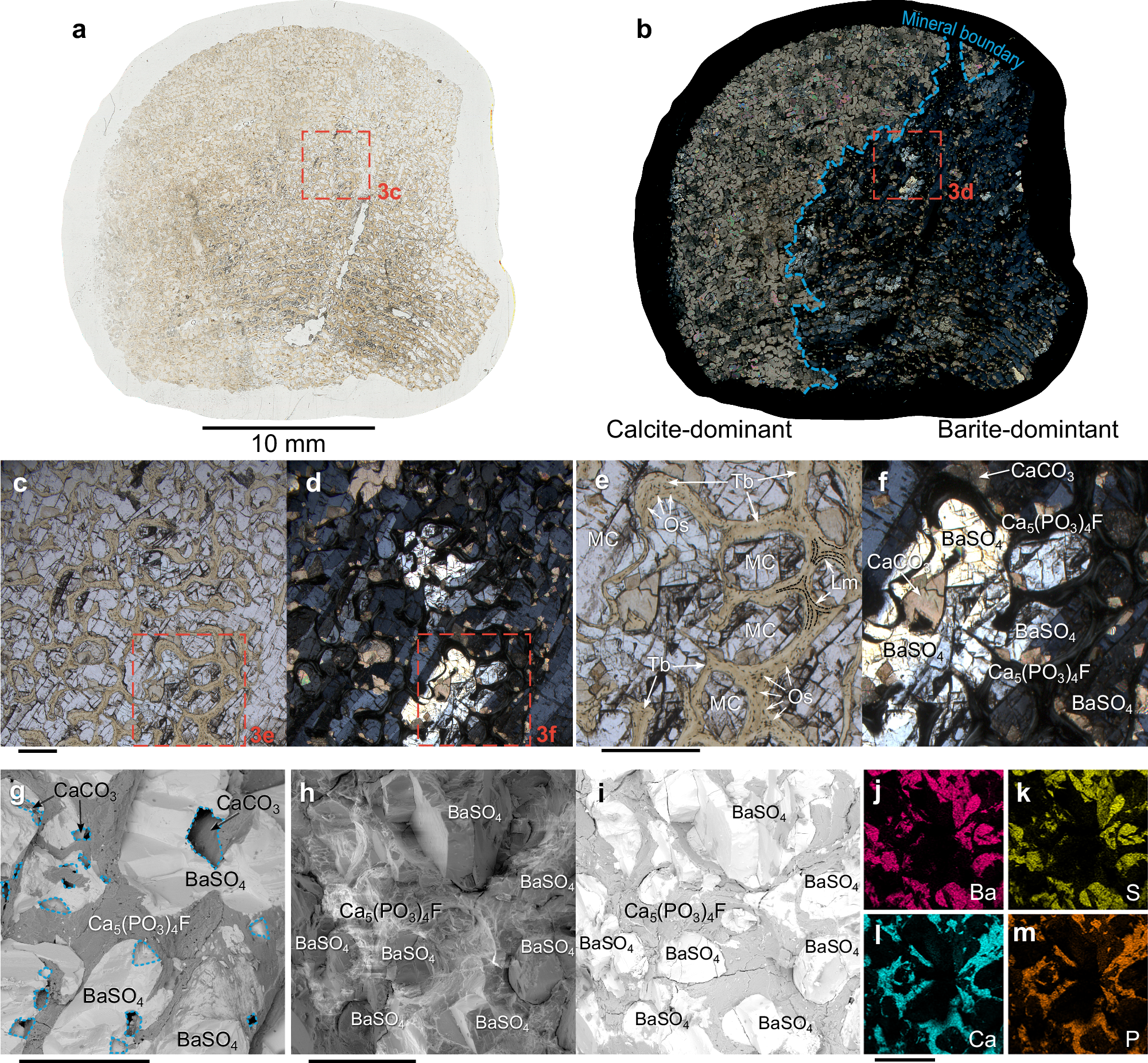 Fig. 3: Microscopic mineralogy in ichthyosaur vertebra.