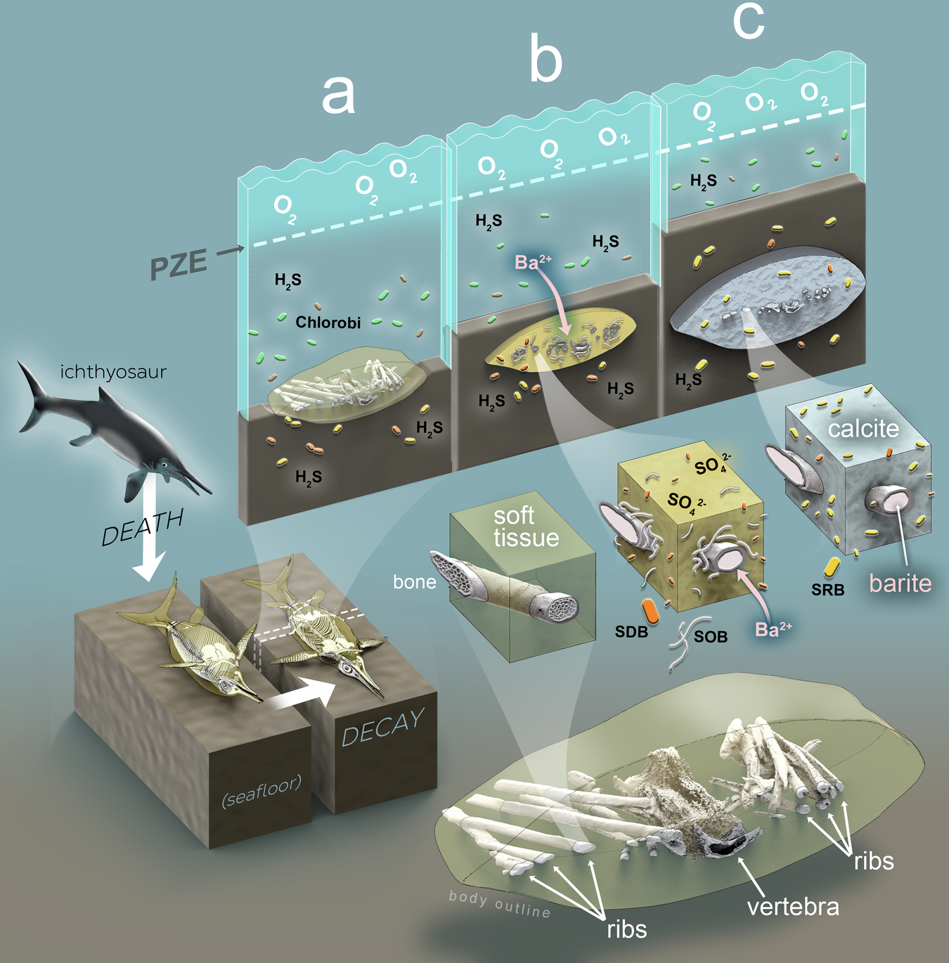 Fig. 5: Conceptual summary of fossilization sequence.