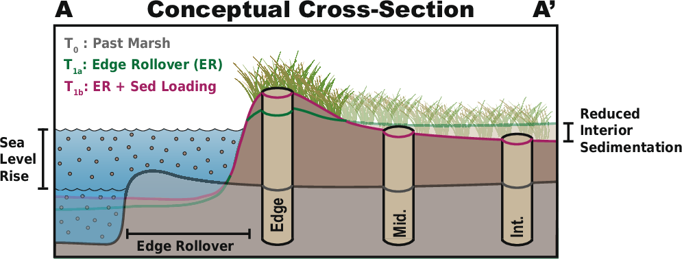 Fig. 1: Conceptual schematic of a migrating channel–marsh system.