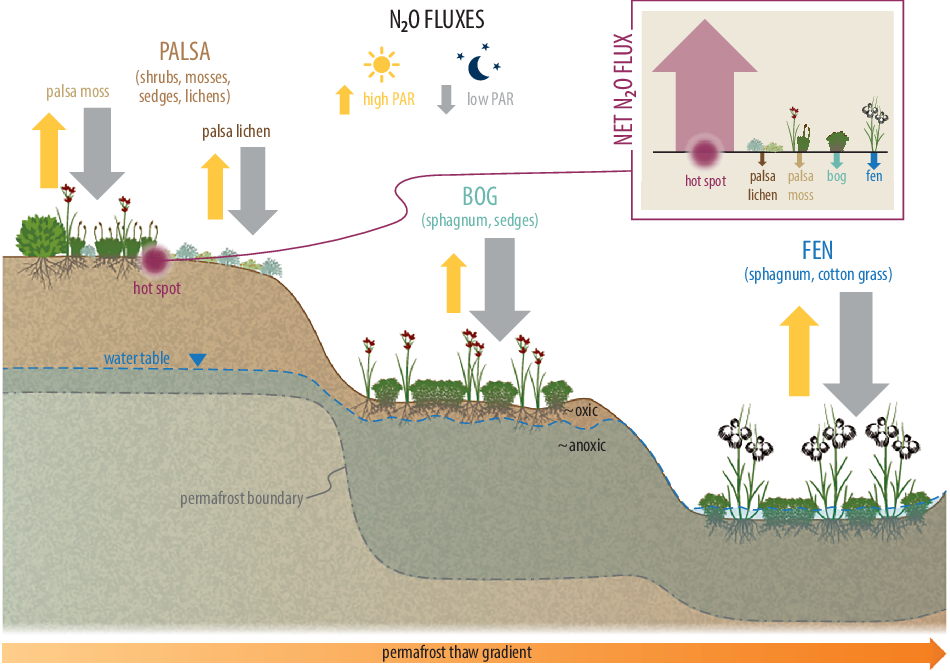 Light and dark conditions control the nitrous oxide uptake and emission dynamics in a subarctic, nutrient-poor permafrost peatland