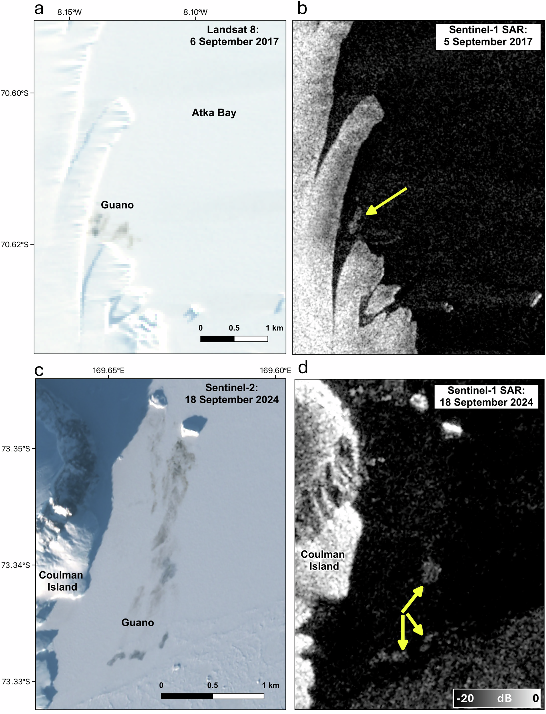 Penguin guano and colonies in near-simultaneous optical and SAR imagery