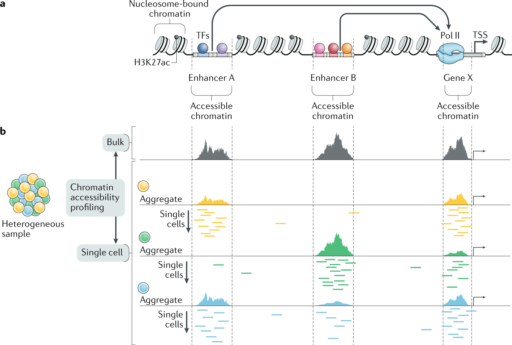 Chromatin accessibility profiling methods | Nature Reviews Methods Primers