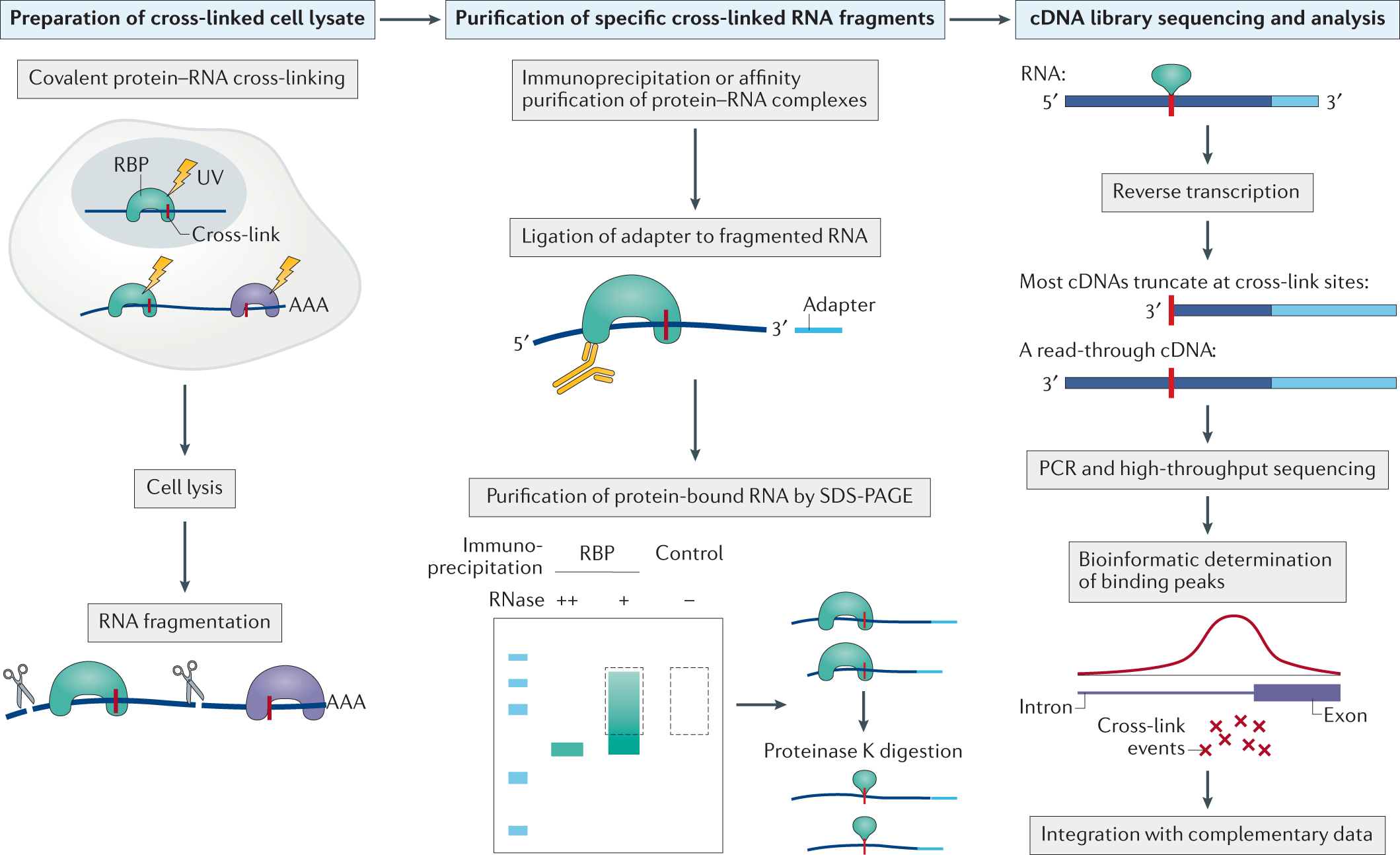 CLIP and complementary methods | Nature Reviews Methods Primers