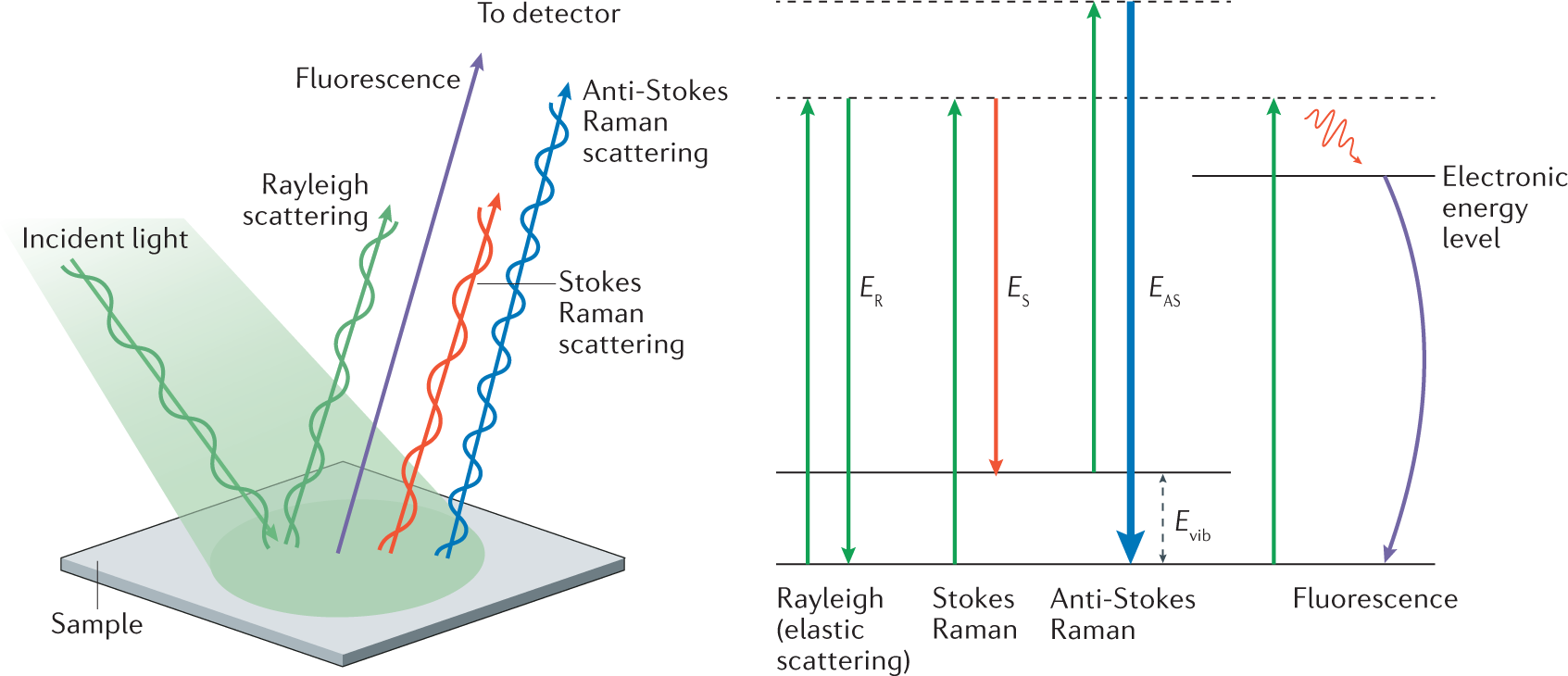 Spatially offset Raman spectroscopy | Nature Reviews Methods Primers