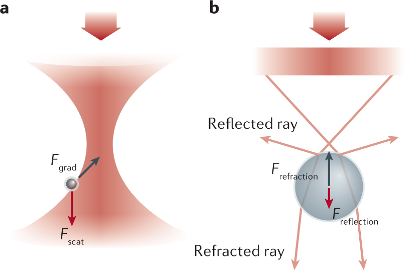 Optical tweezers in single-molecule biophysics