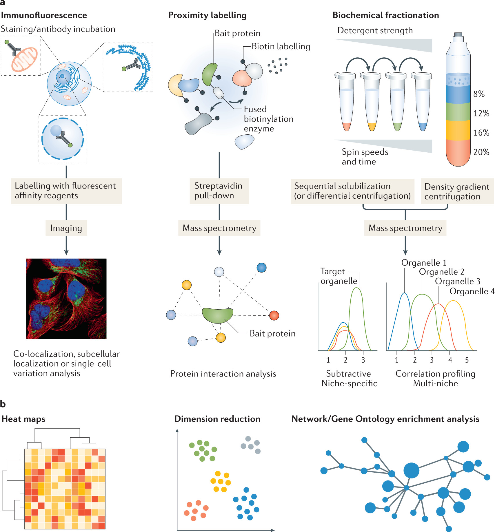 Subcellular proteomics | Nature Reviews Methods Primers